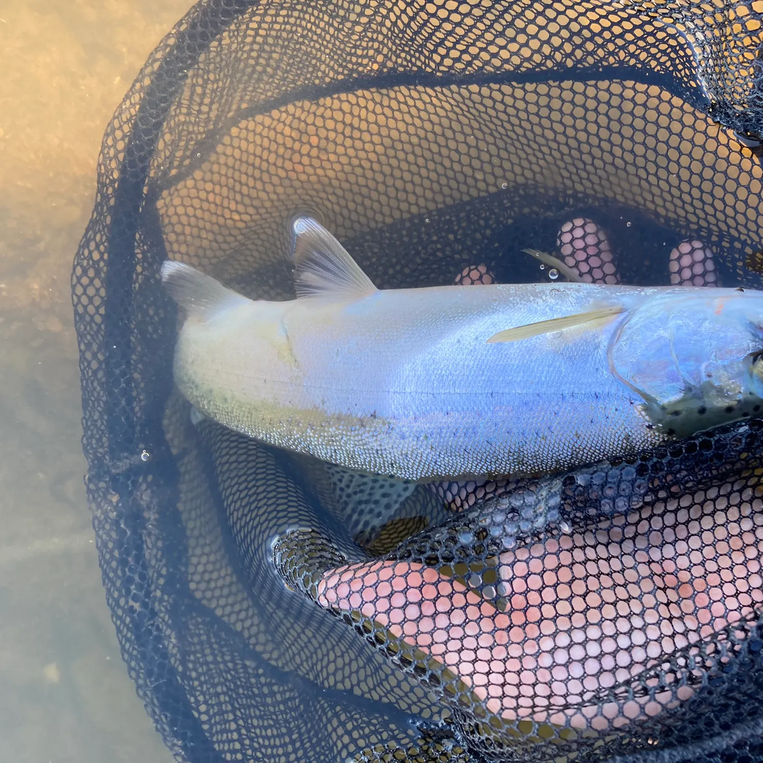 The most recent Coastal rainbow trout catches on Fishbrain