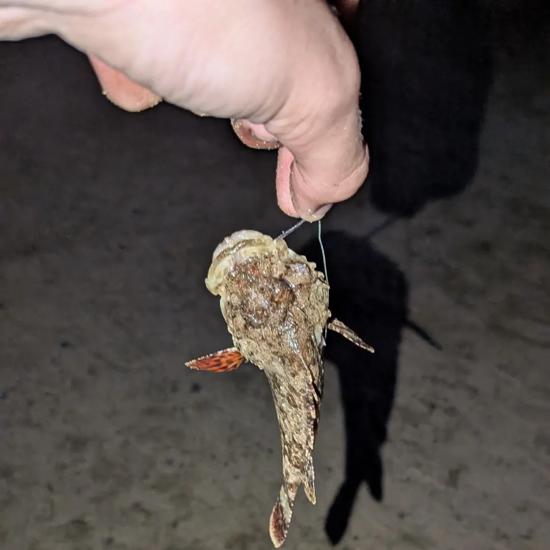 The most recent California scorpionfish catches on Fishbrain