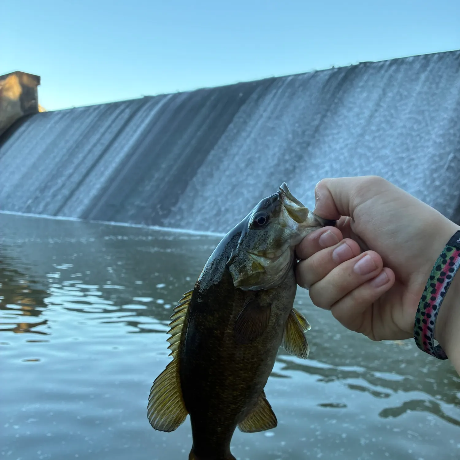 Smallmouth bass caught on Fishbrain