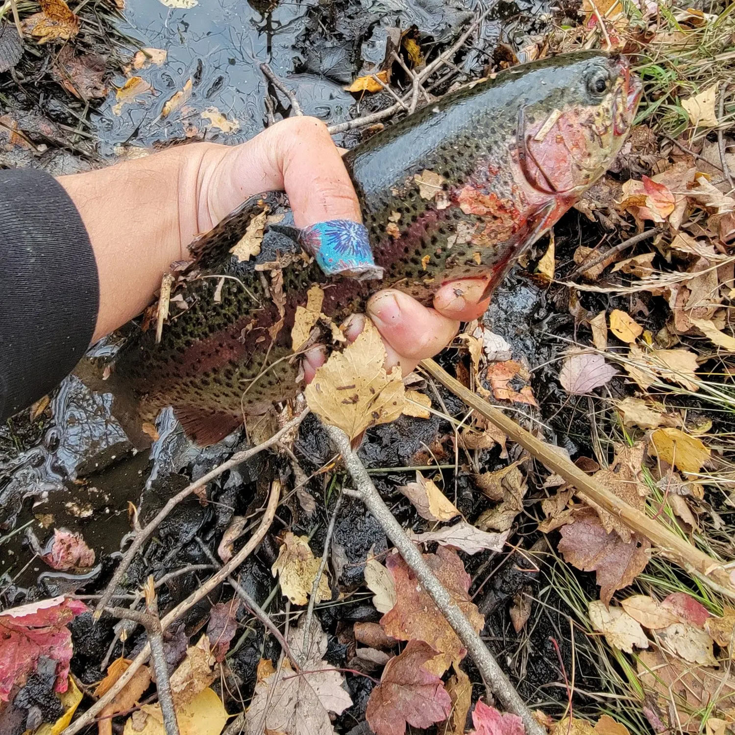 Rainbow trout caught on Fishbrain