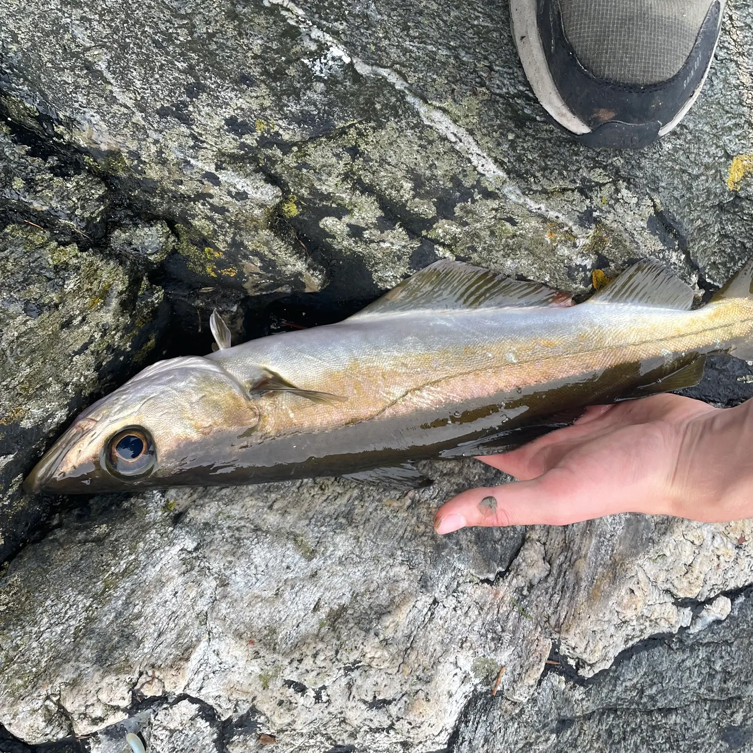 Pollack caught on Fishbrain