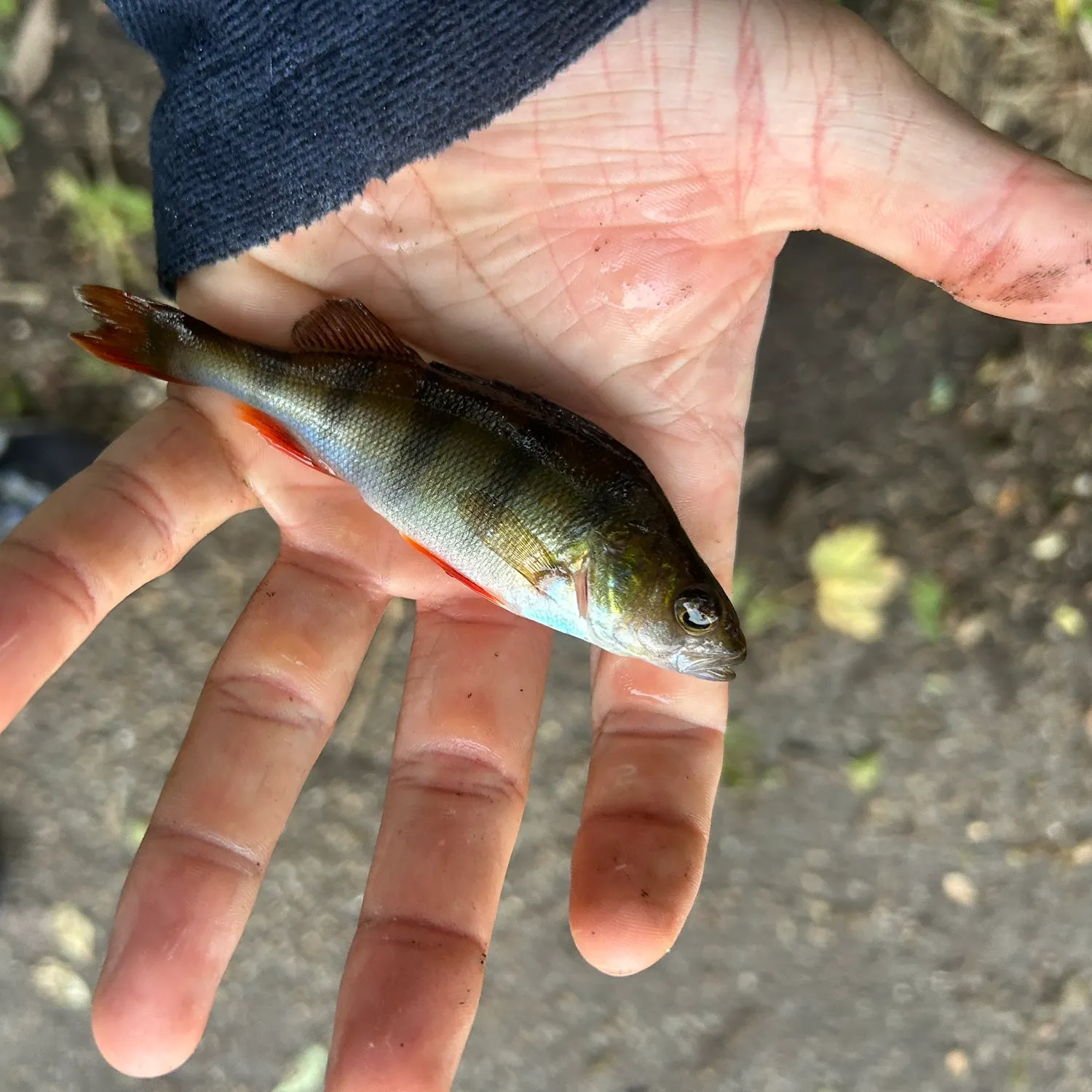 European perch caught on Fishbrain
