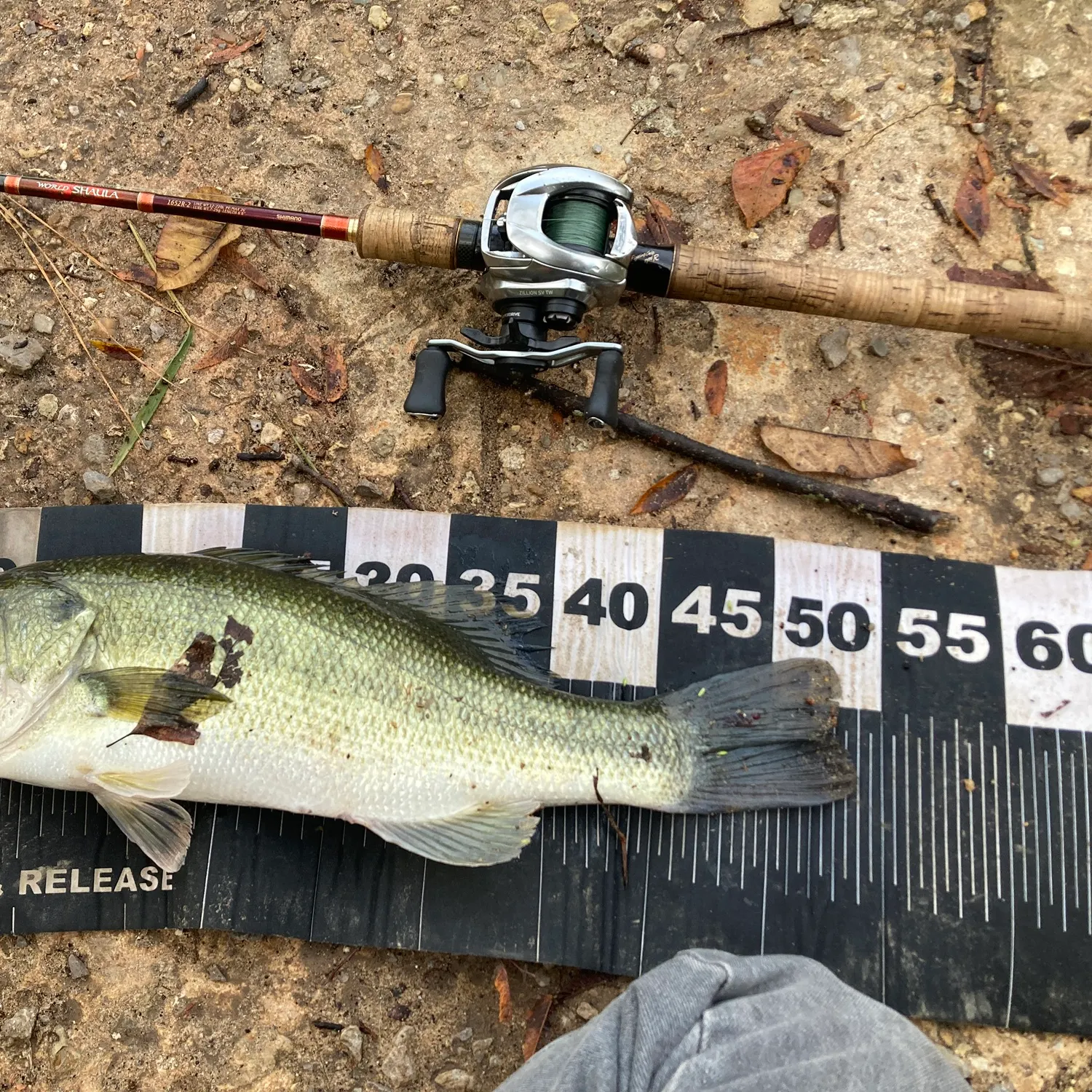 Largemouth bass caught on Fishbrain