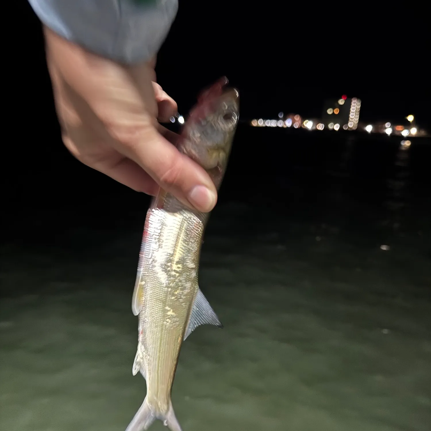 Ladyfish caught on Fishbrain