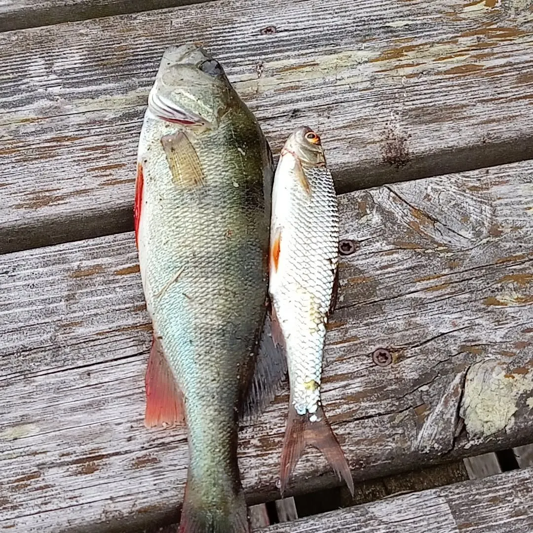 European perch caught on Fishbrain