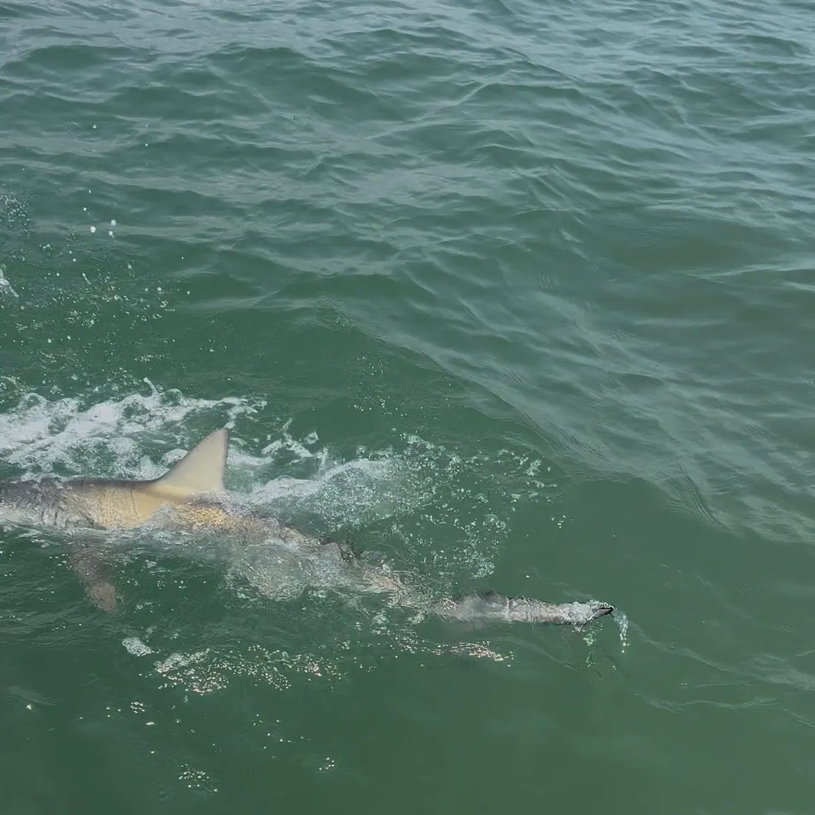 The most recent Silky shark catches on Fishbrain