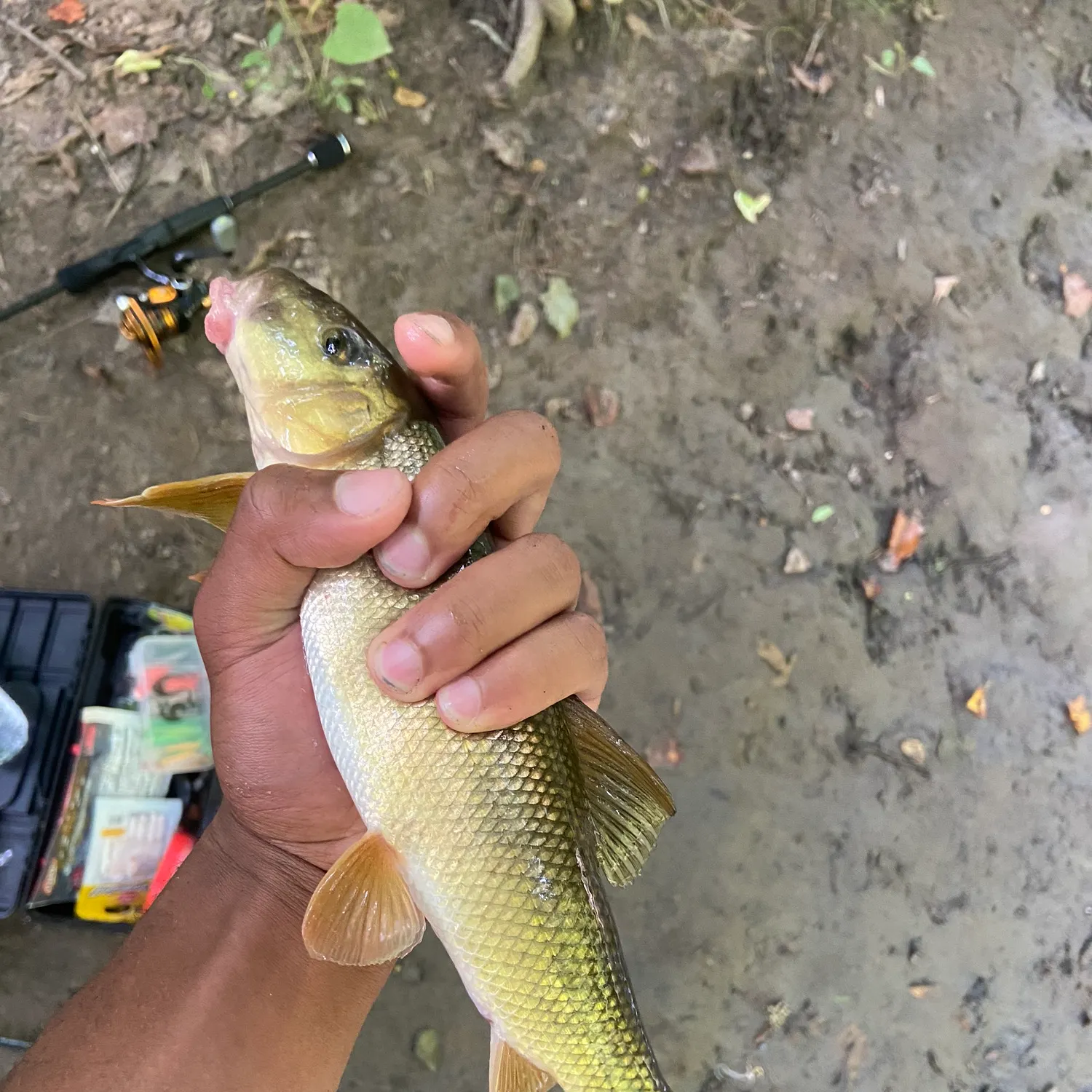 The most recent White sucker catches on Fishbrain