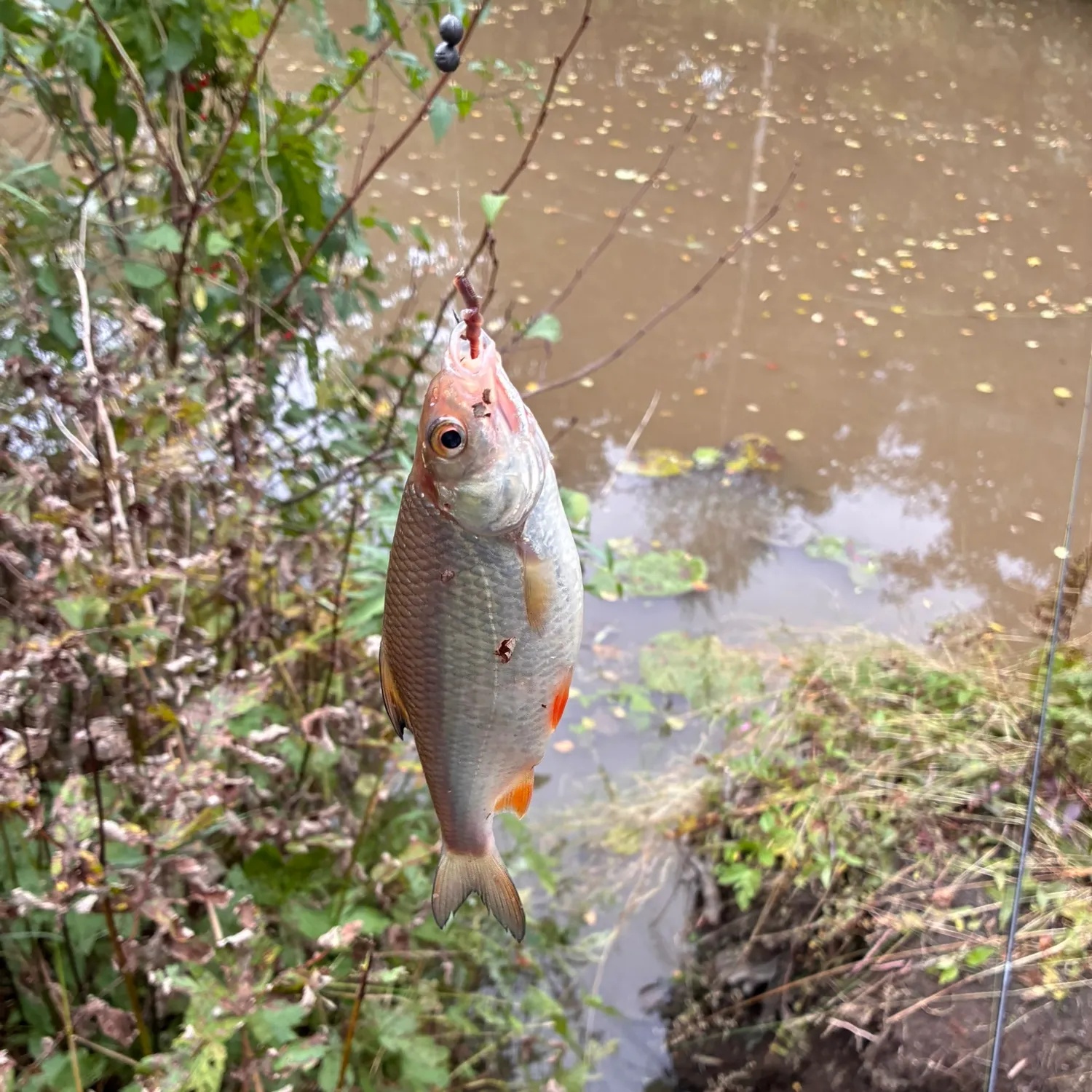 Common roach caught on Fishbrain