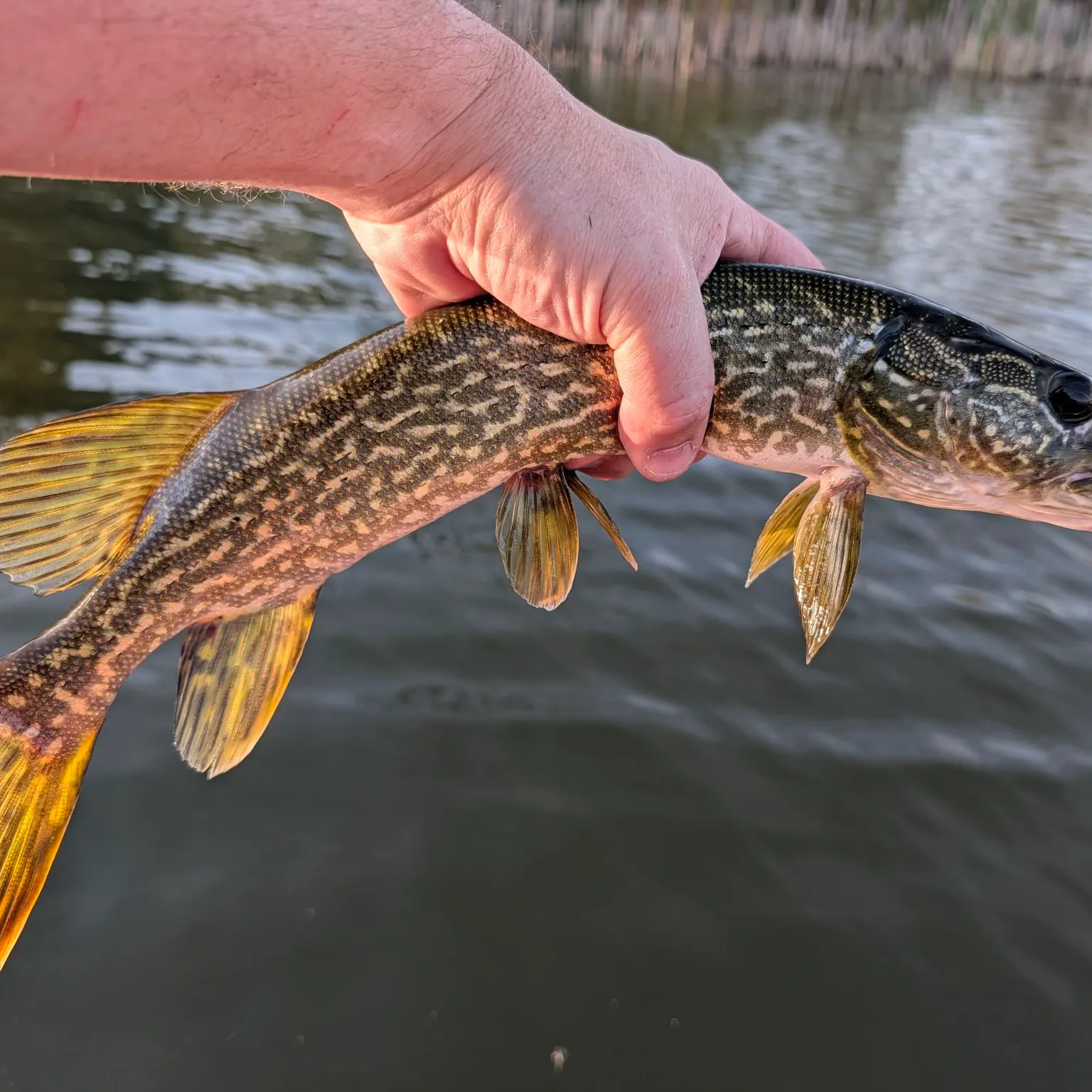 Northern pike caught on Fishbrain