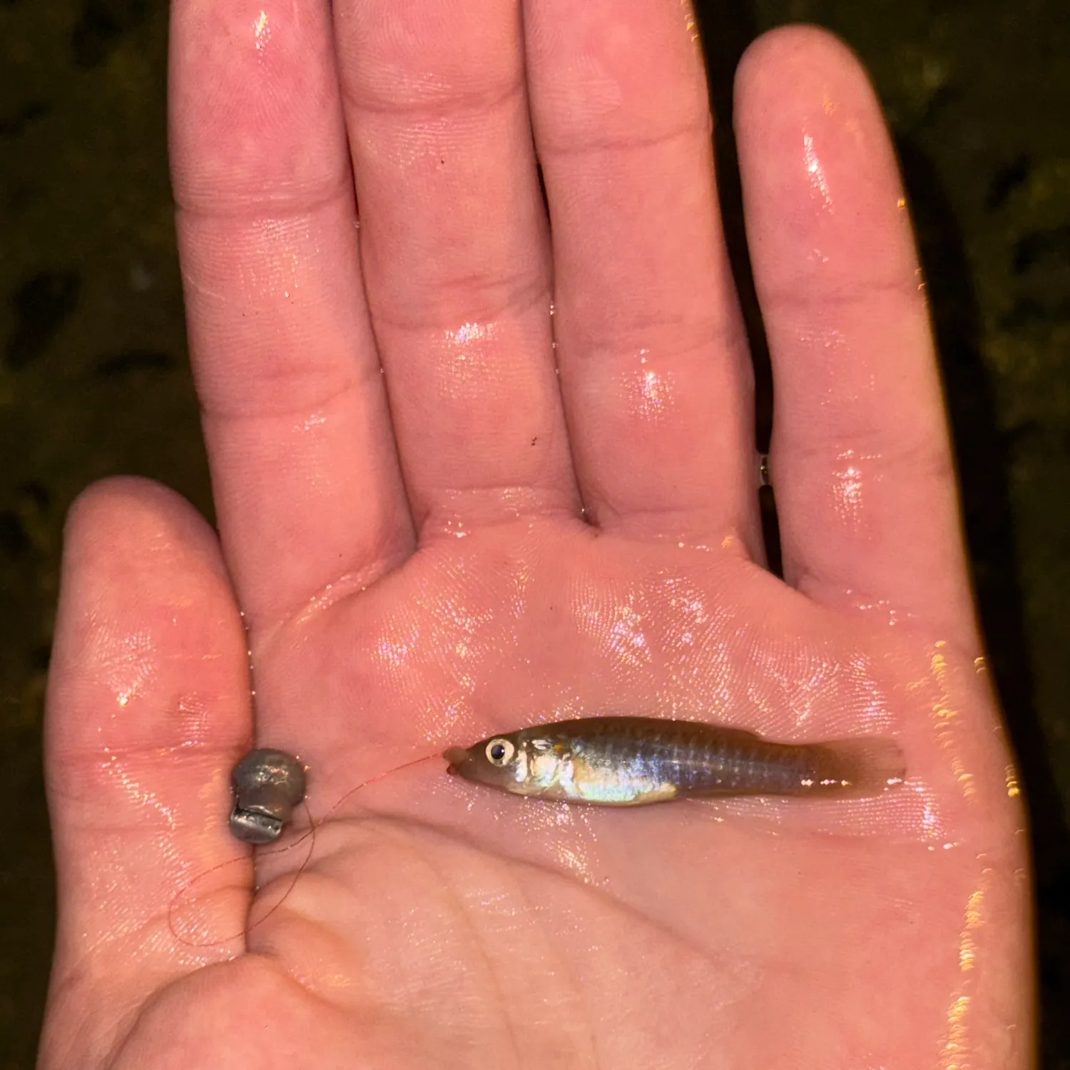 The most recent Mummichog catches on Fishbrain