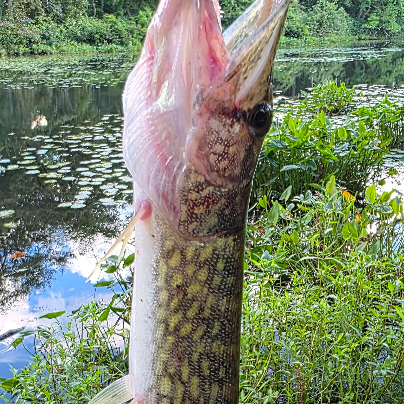 Chain pickerel caught on Fishbrain