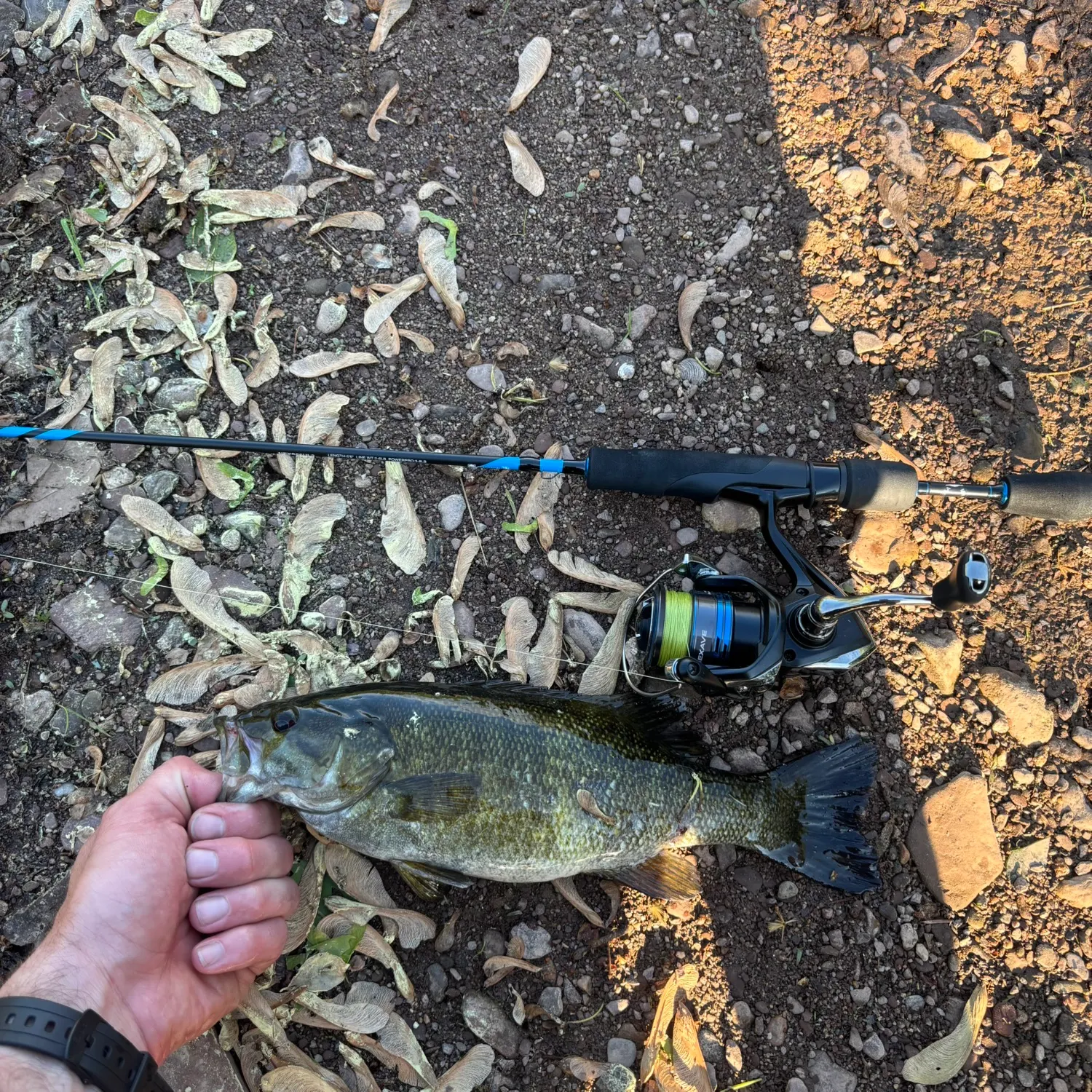 recently logged catches