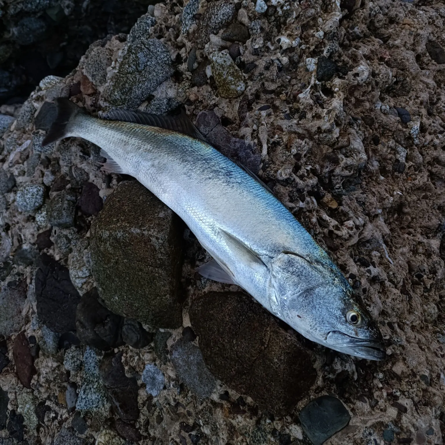 The most recent Gulf weakfish catches on Fishbrain