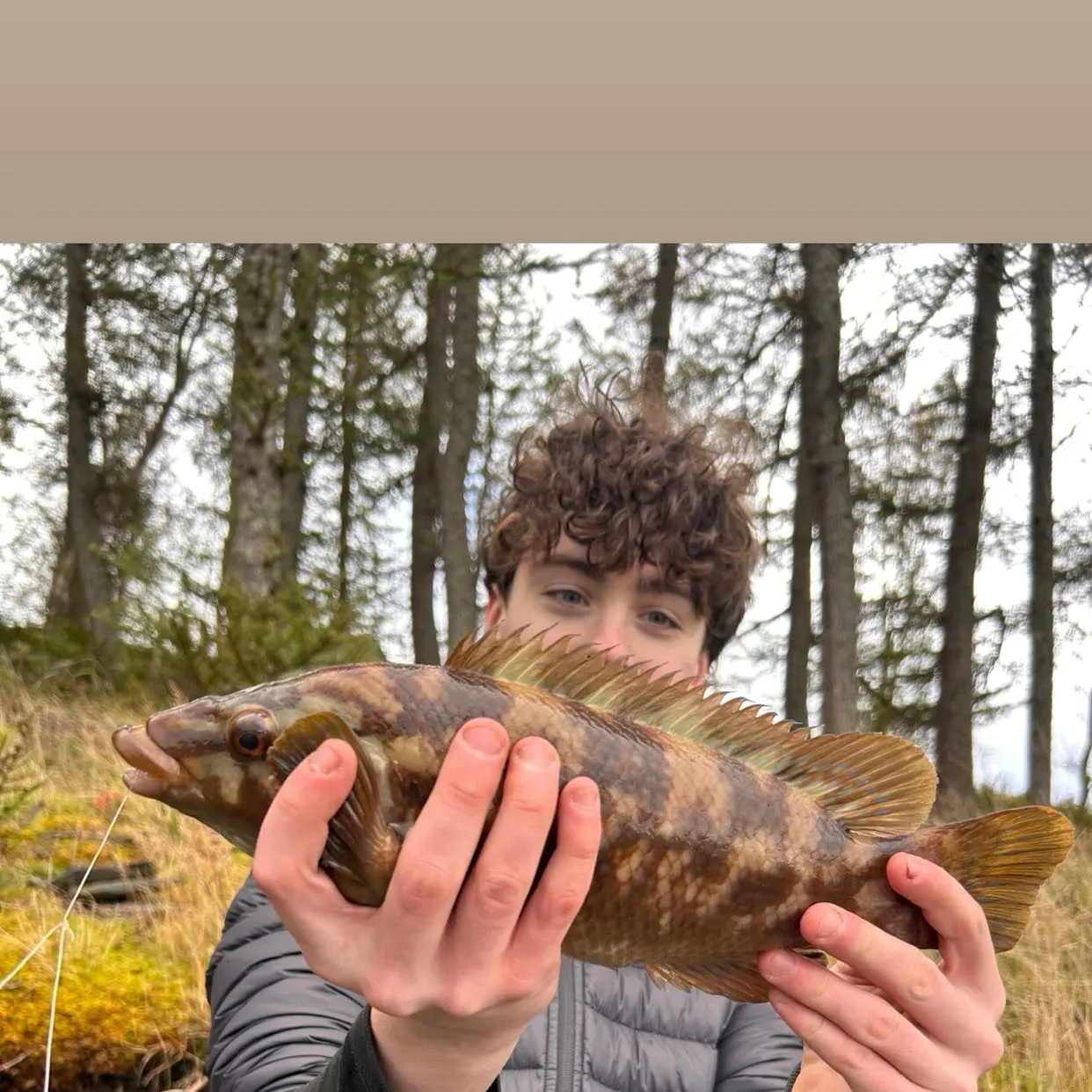 Ballan wrasse caught on Fishbrain