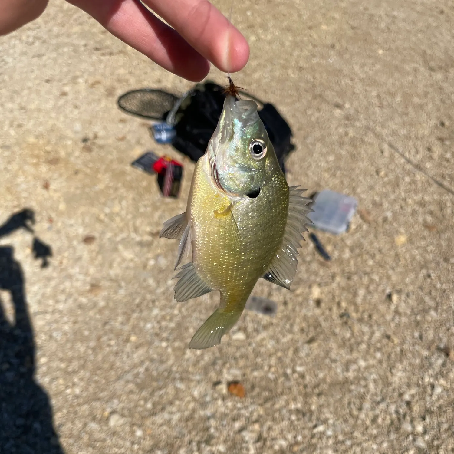 Bluegill caught on Fishbrain