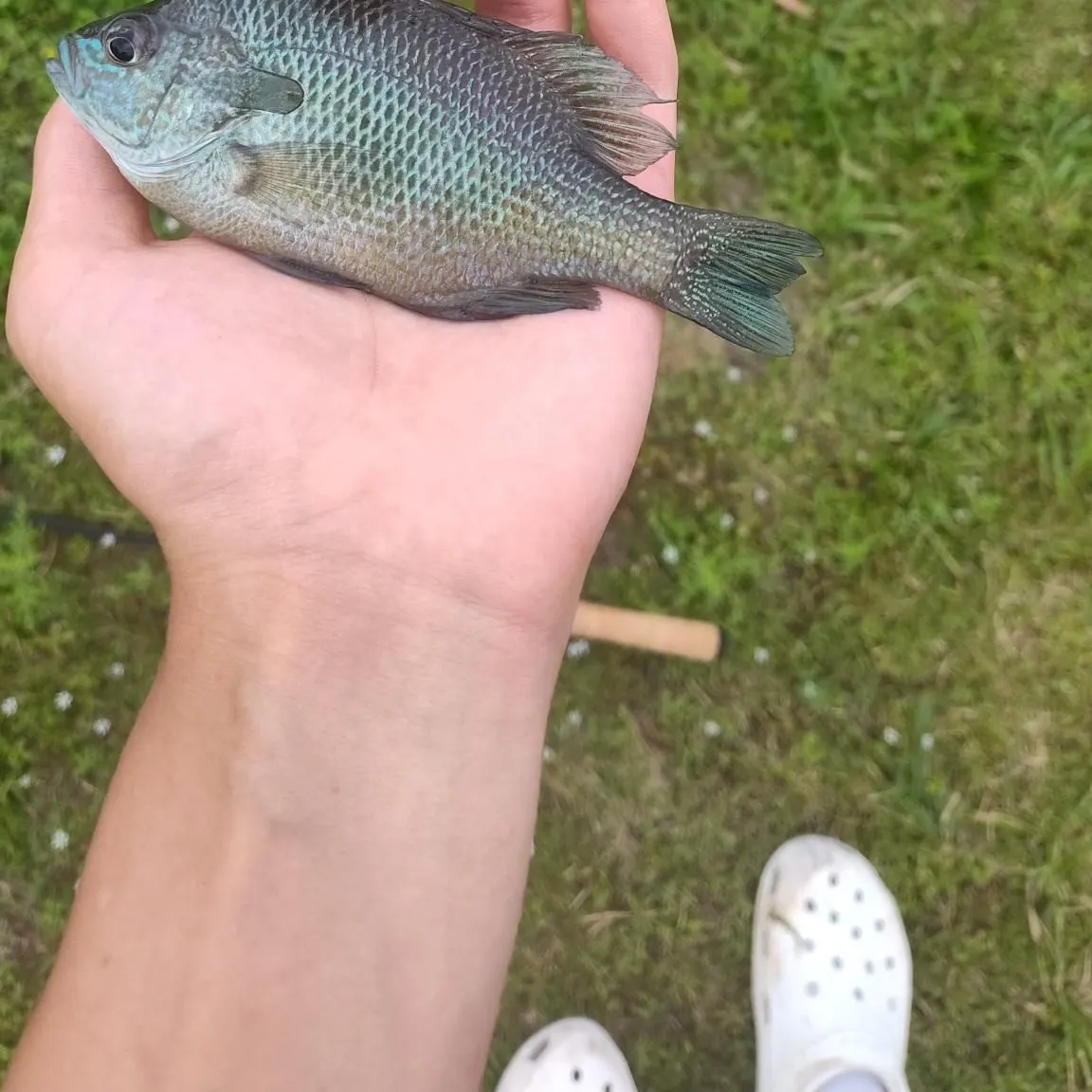 The most recent Redspotted sunfish catches on Fishbrain
