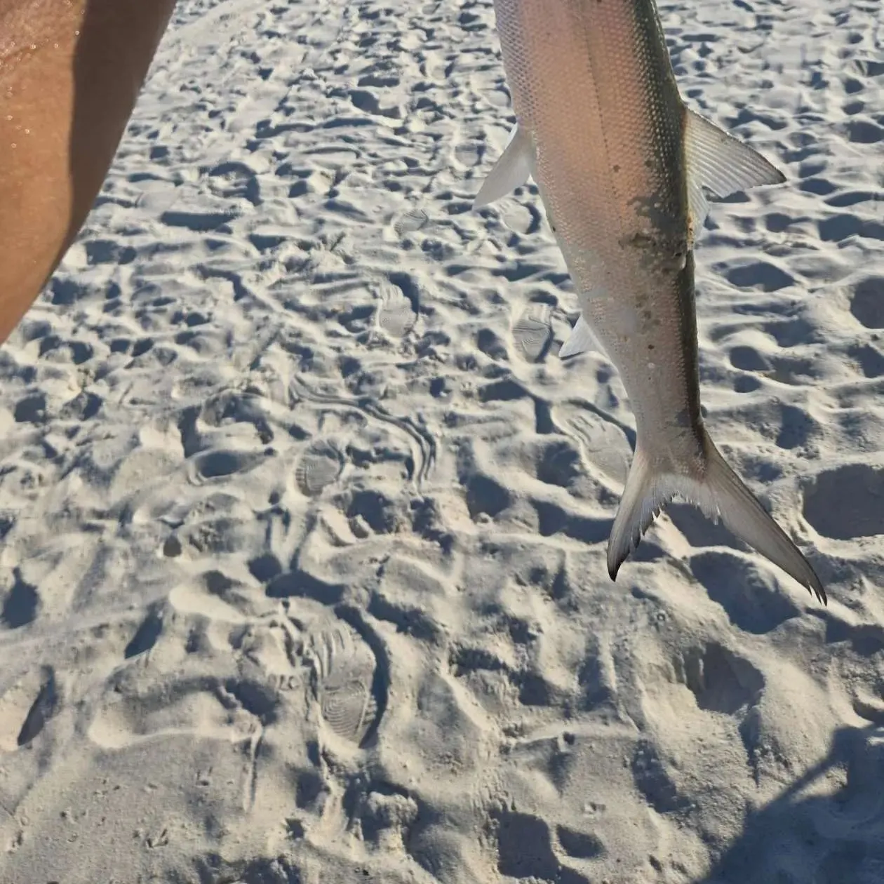 Ladyfish caught on Fishbrain