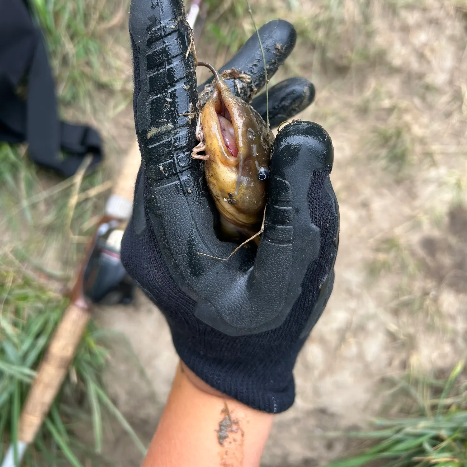 Black bullhead caught on Fishbrain