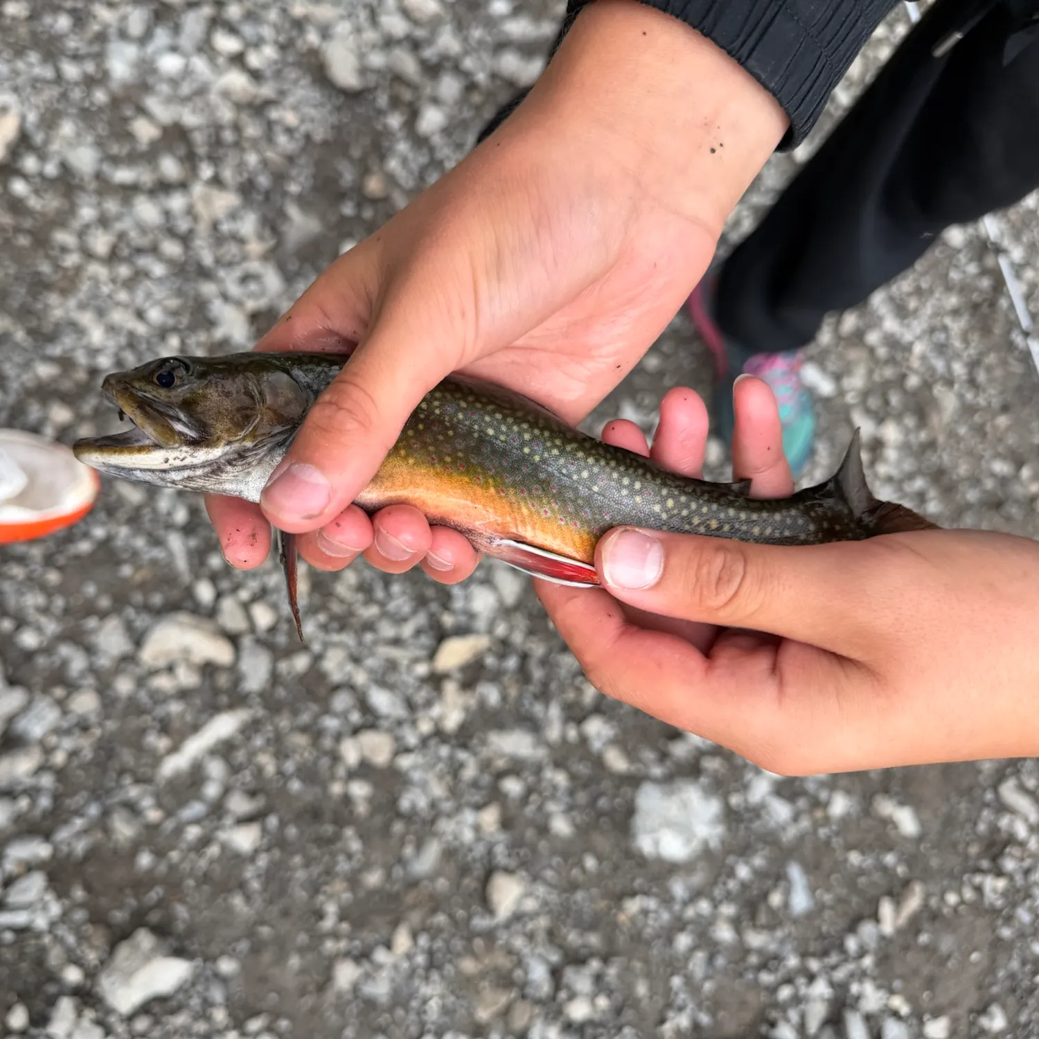 Brook trout caught on Fishbrain