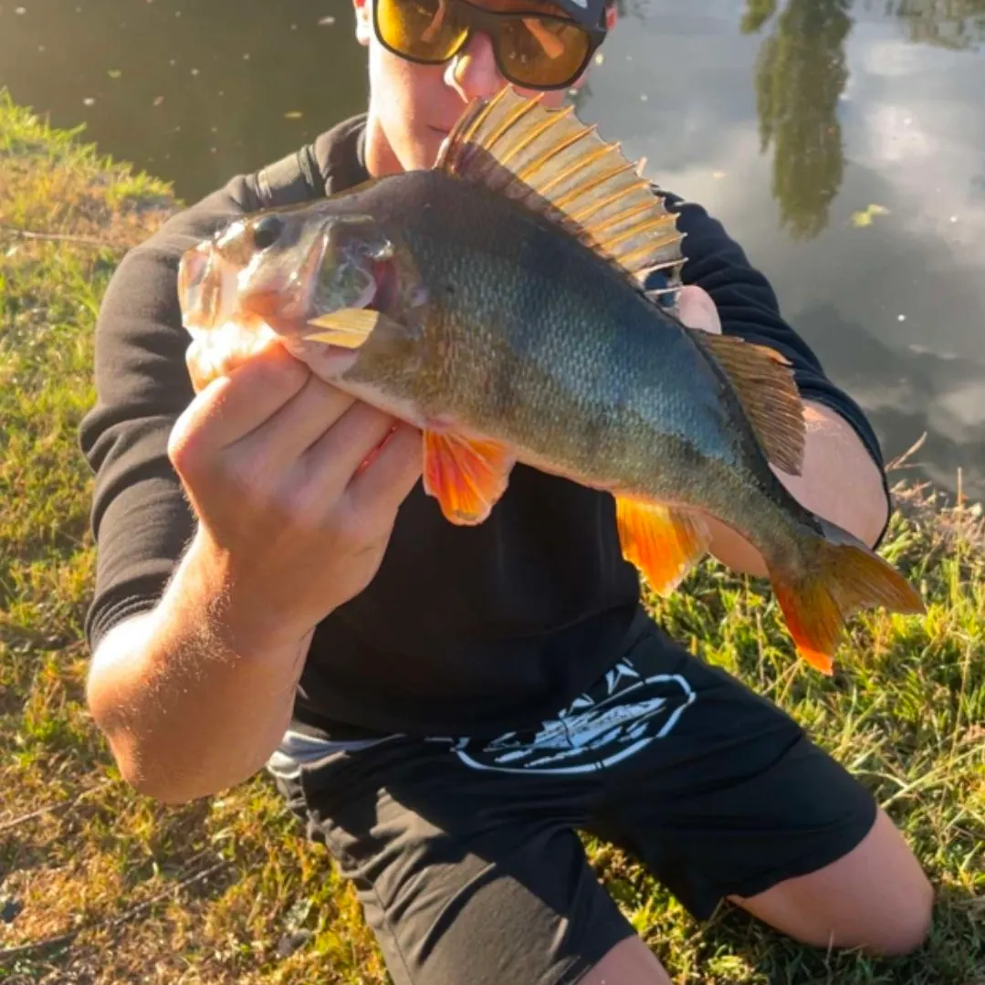 European perch caught on Fishbrain