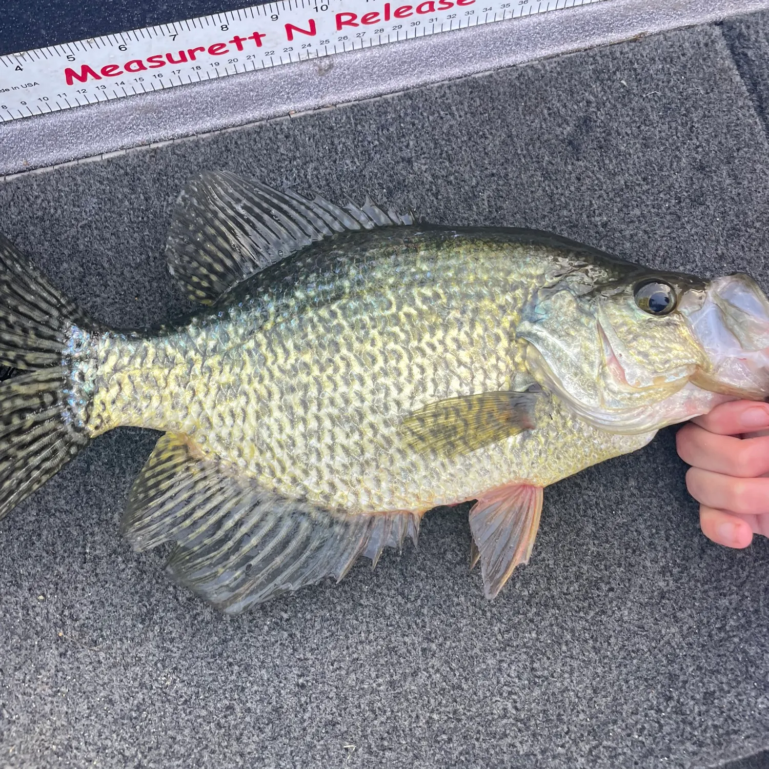 Black crappie caught on Fishbrain