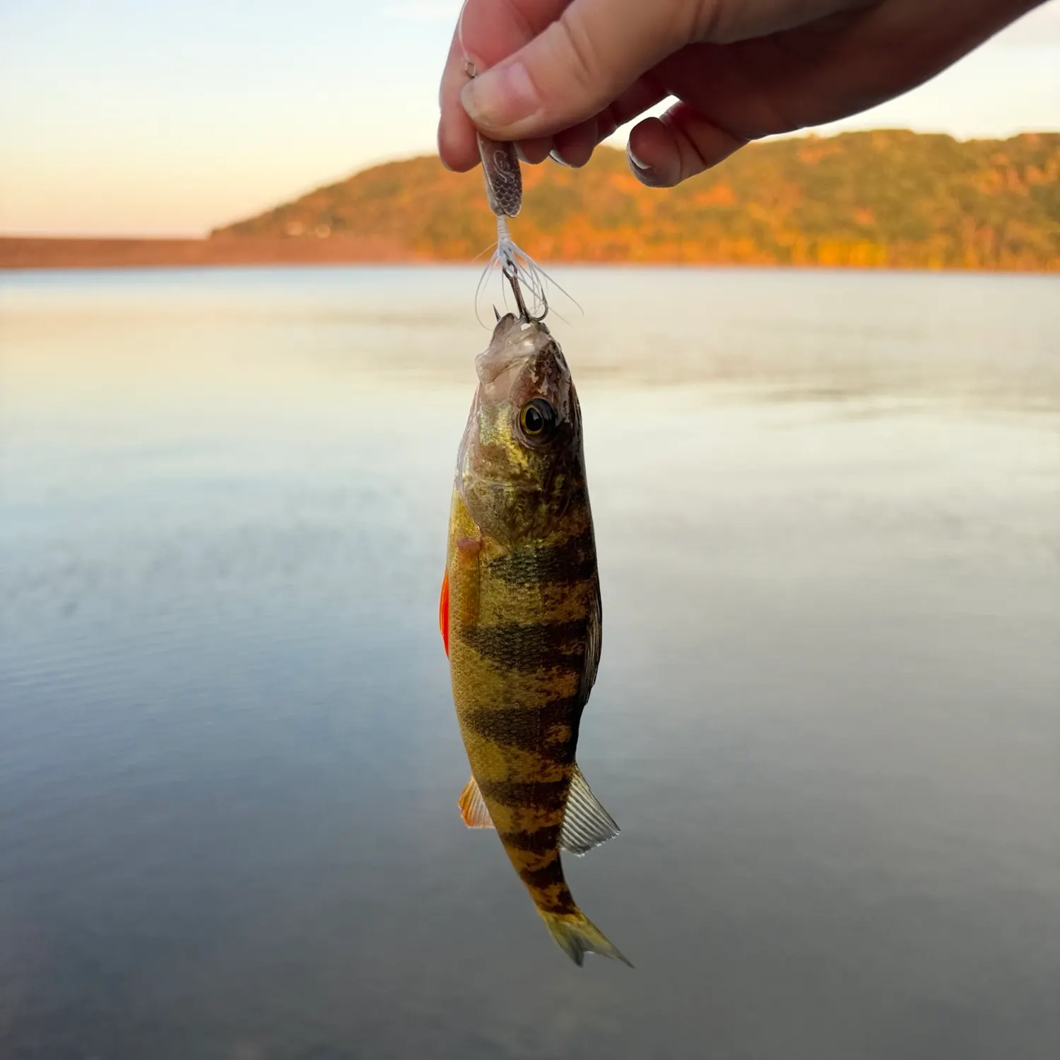 Yellow perch caught on Fishbrain