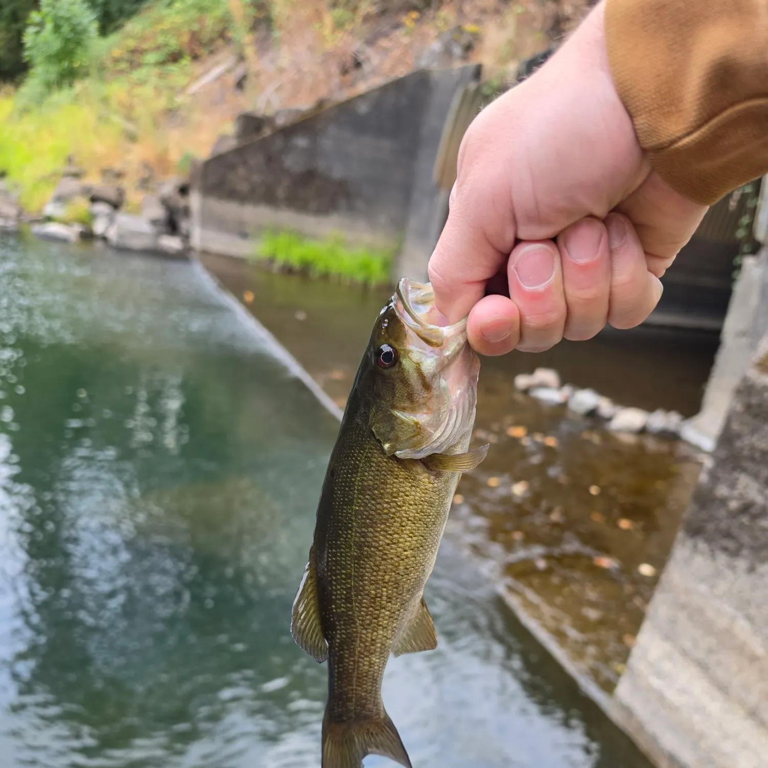 Smallmouth bass caught on Fishbrain