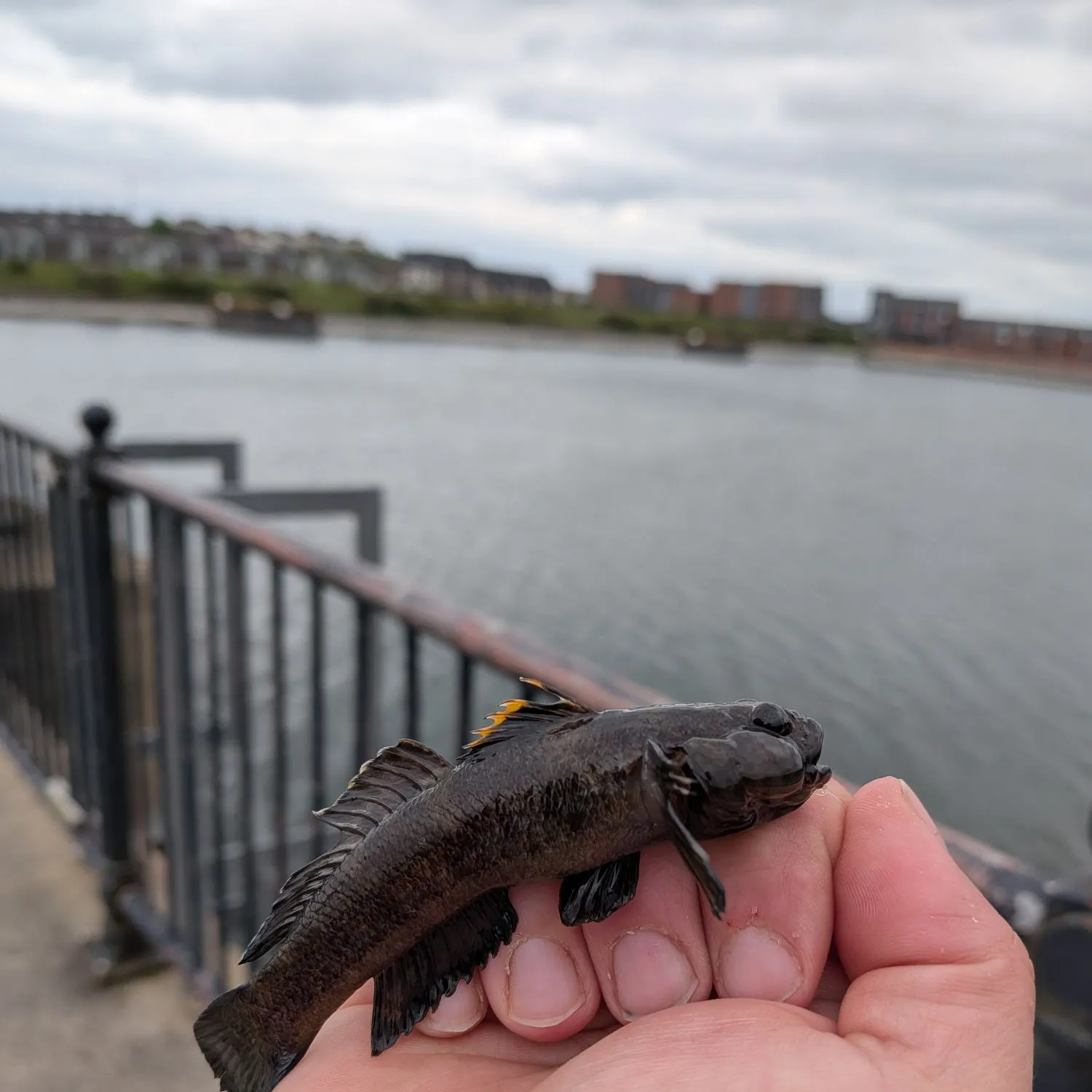 The most recent Rock goby catches on Fishbrain