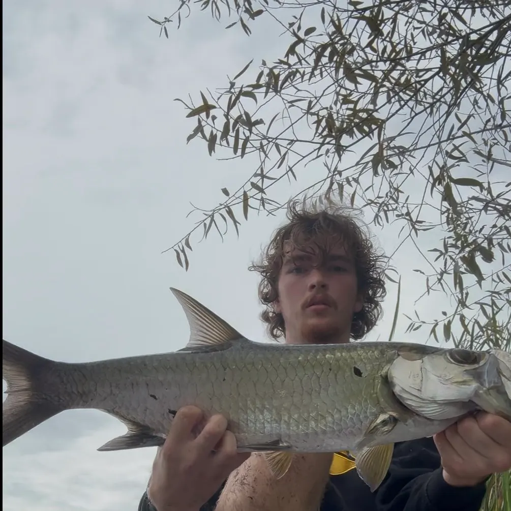 Tarpon caught on Fishbrain