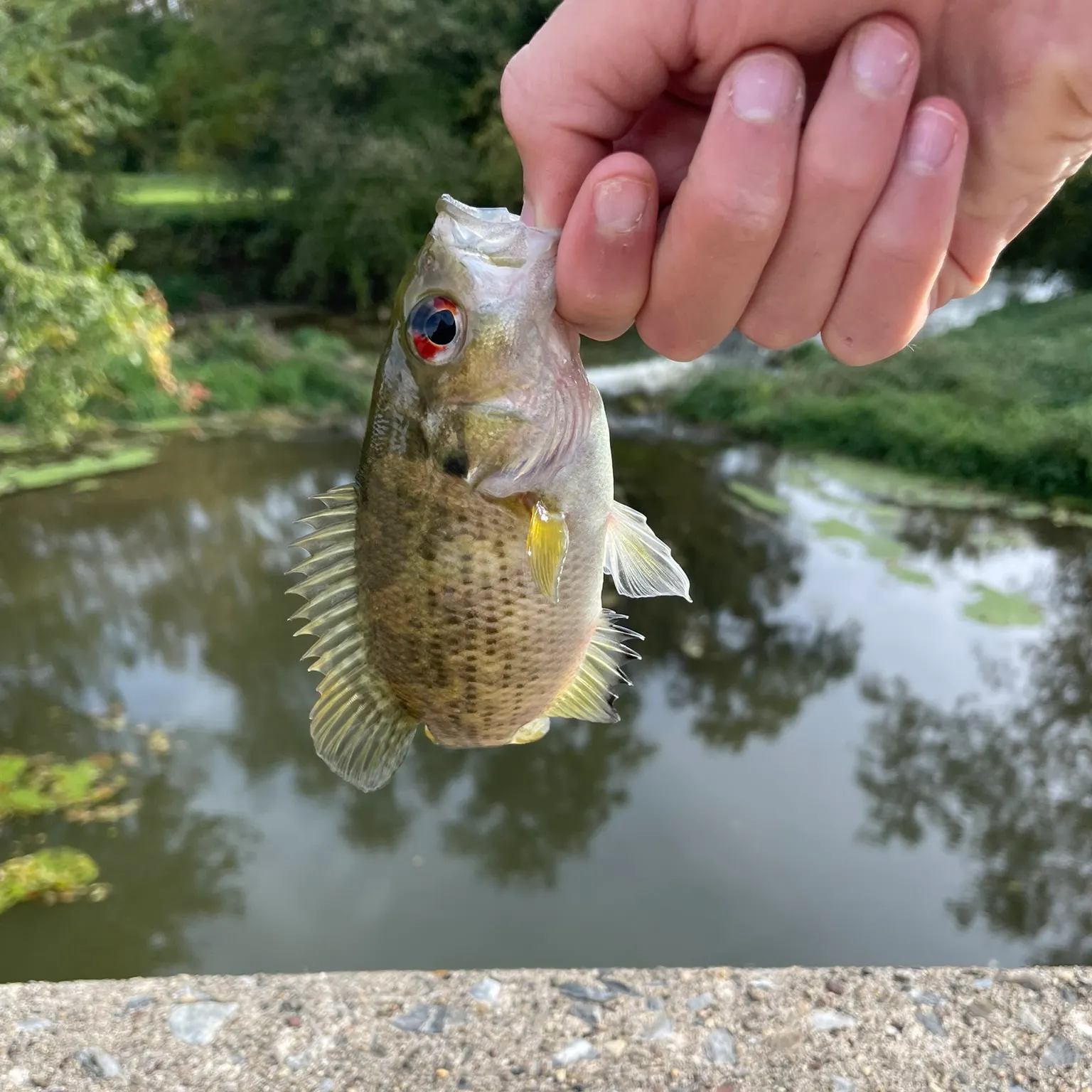 The most recent Rock bass catches on Fishbrain