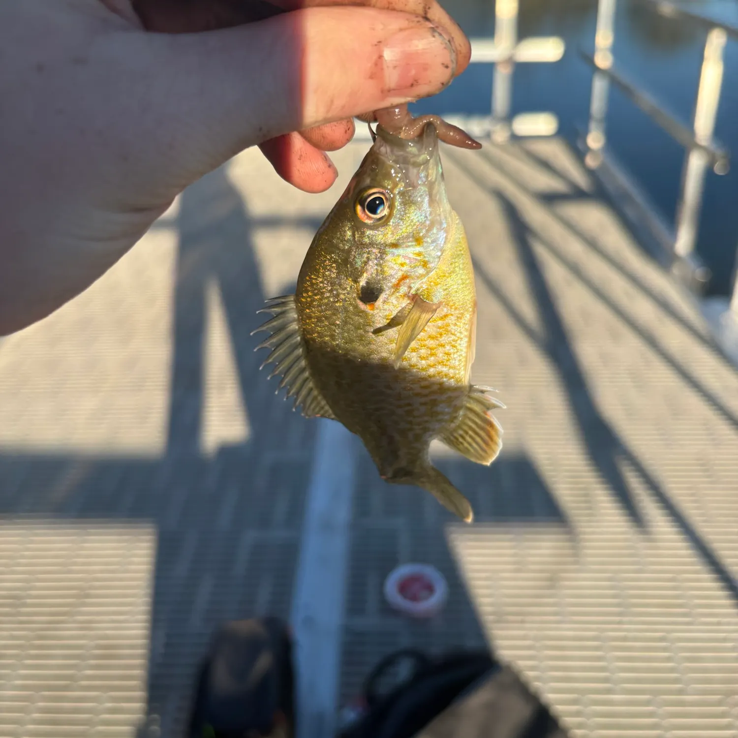 Bluegill caught on Fishbrain