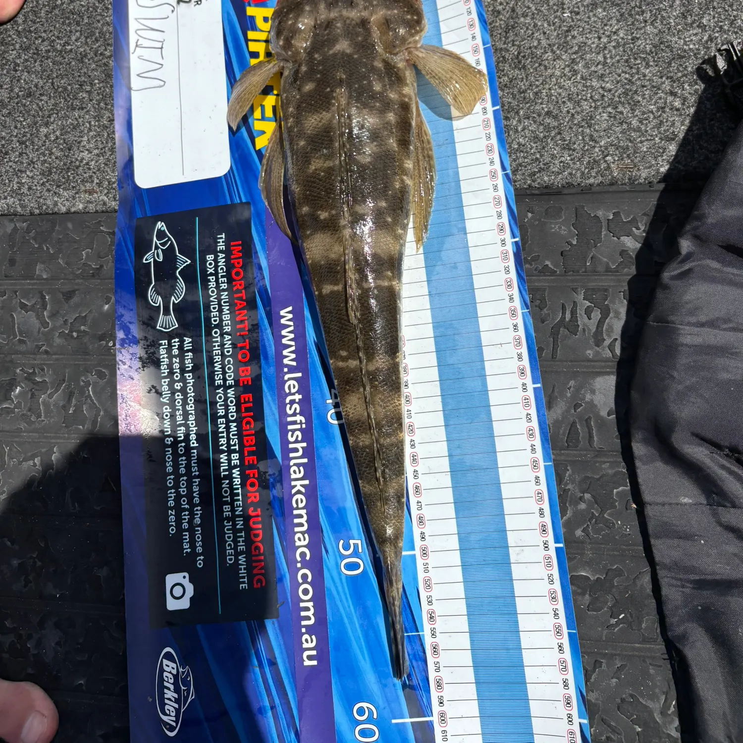 The most recent Dusky flathead catches on Fishbrain