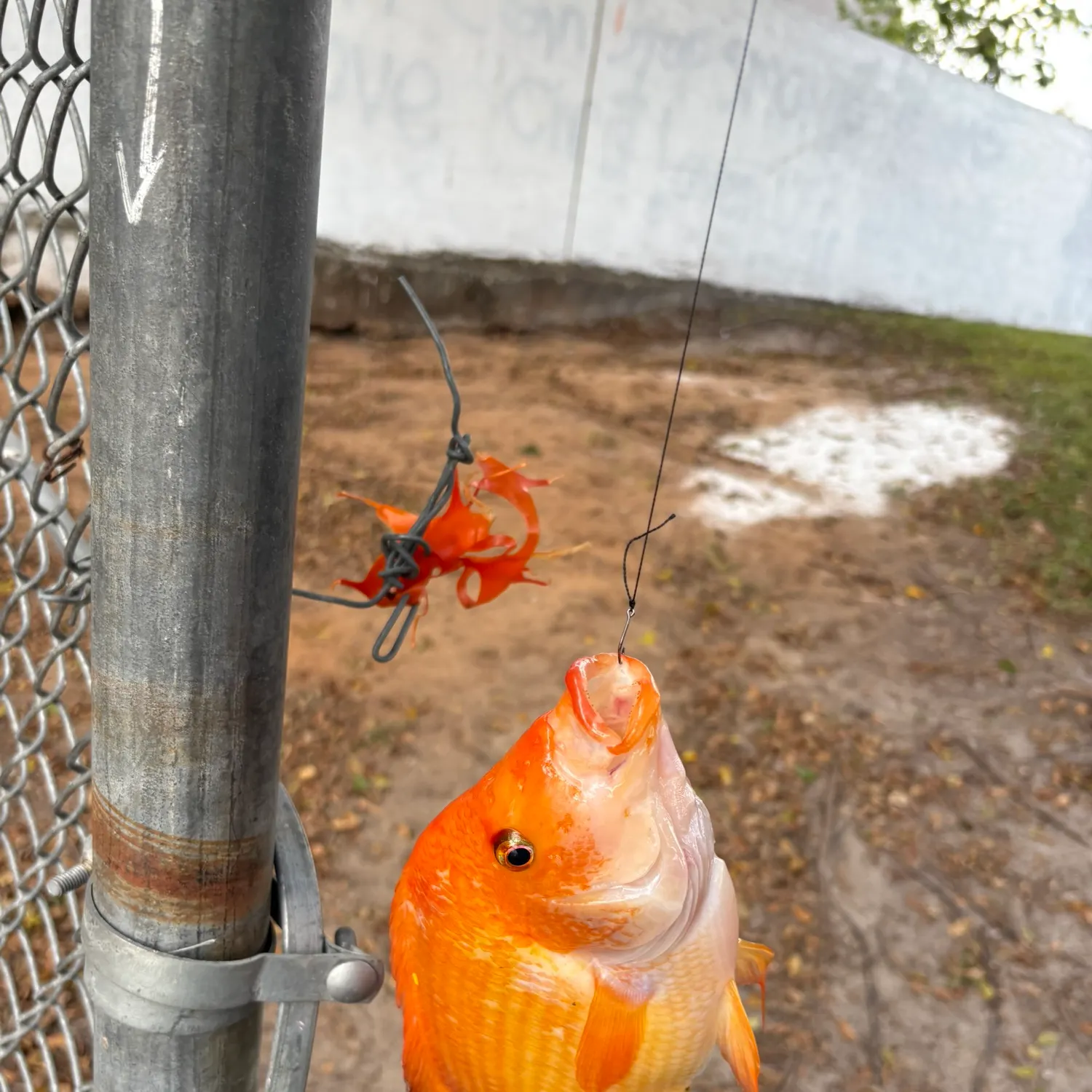 The most recent Midas cichlid catches on Fishbrain