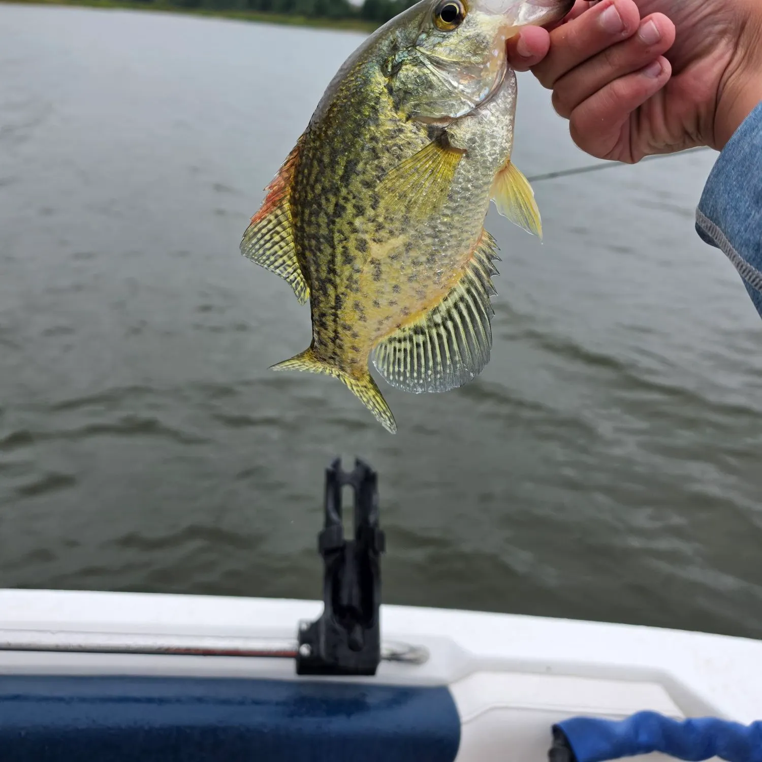 Black crappie caught on Fishbrain