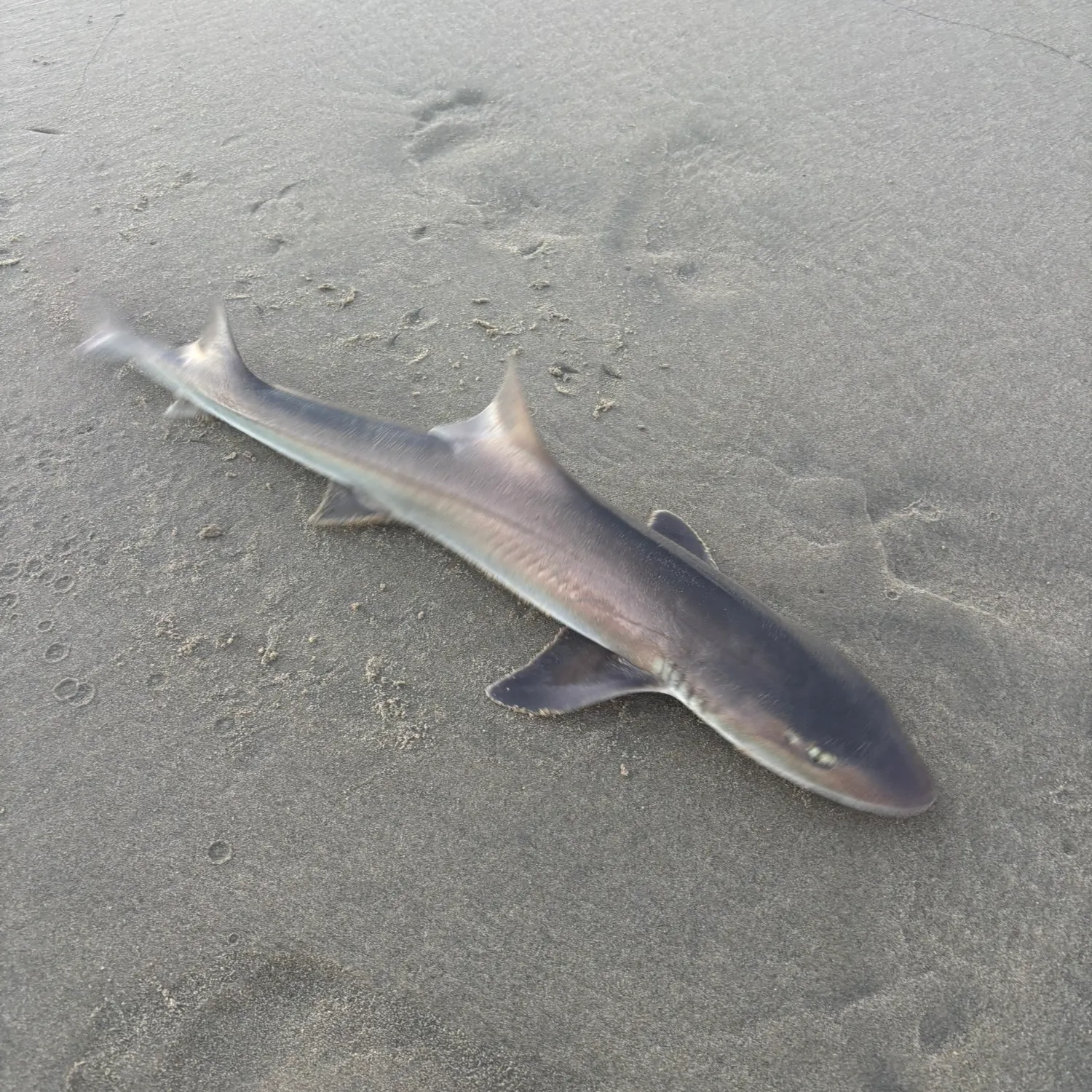 Grey smooth-hound caught on Fishbrain