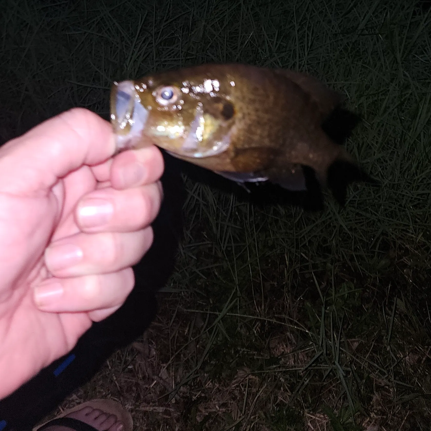 Warmouth caught on Fishbrain