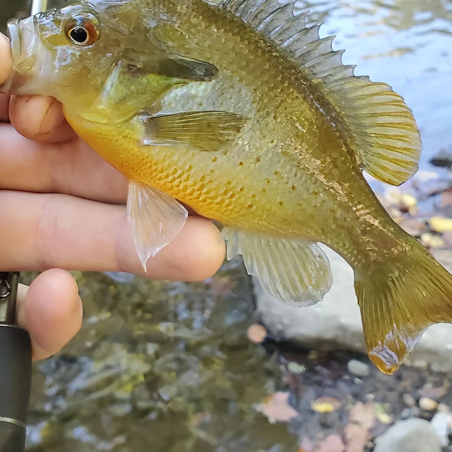 Redbreast sunfish caught on Fishbrain