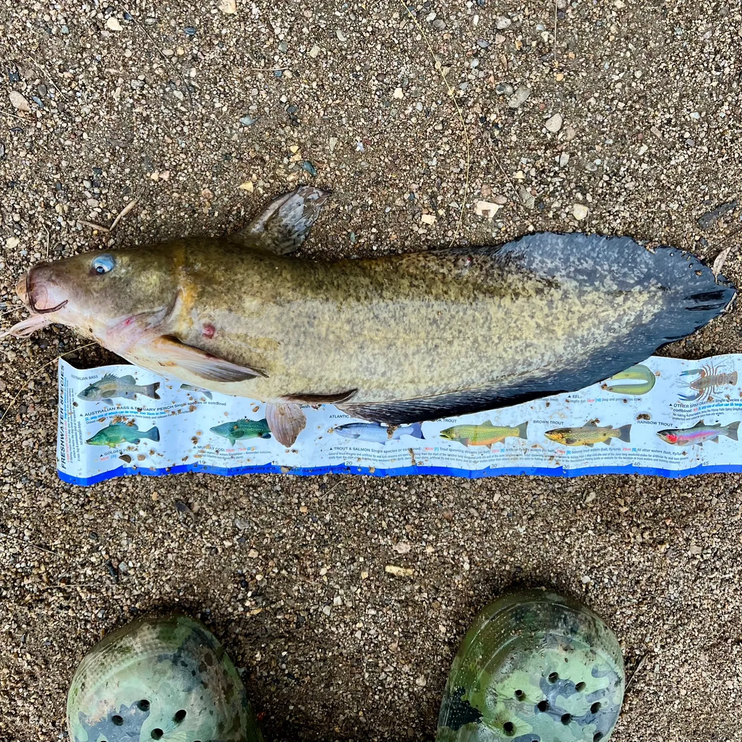 The most popular recent Dewfish catch on Fishbrain