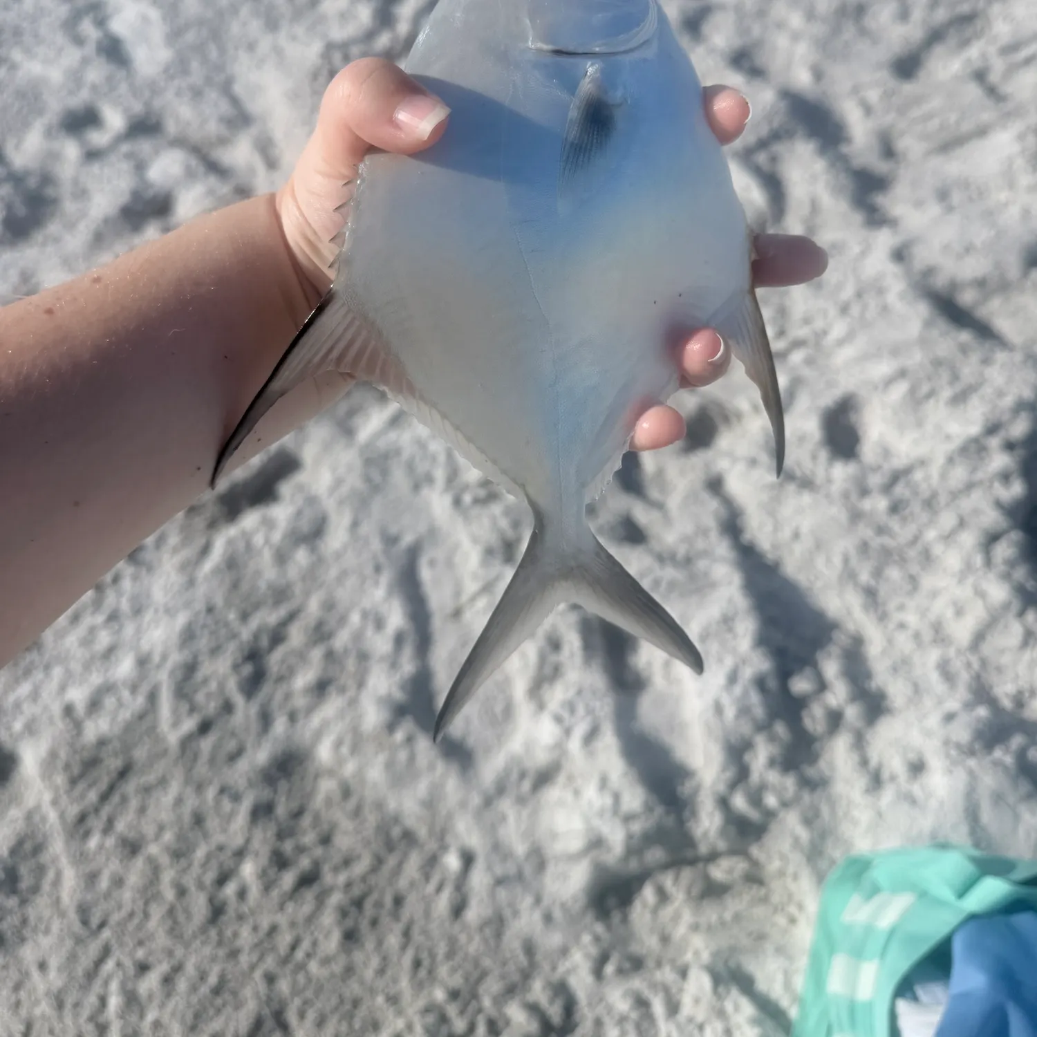 The most recent Permit catches on Fishbrain
