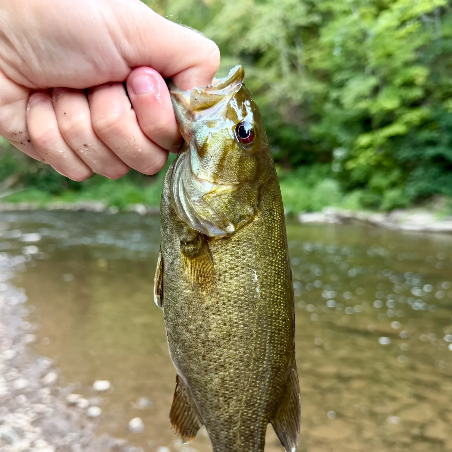 Smallmouth bass caught on Fishbrain