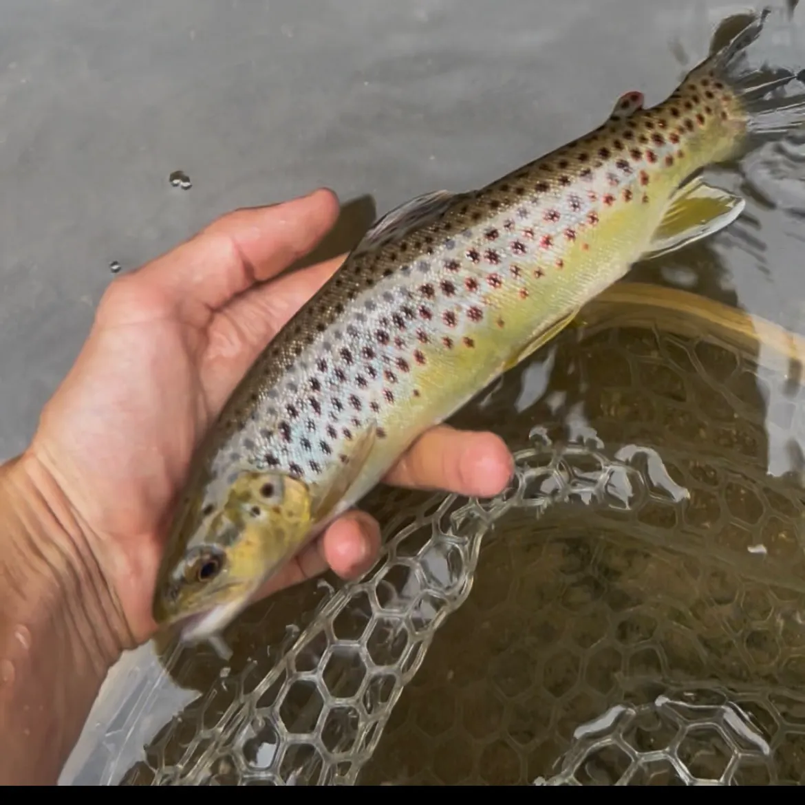 Brown trout caught on Fishbrain