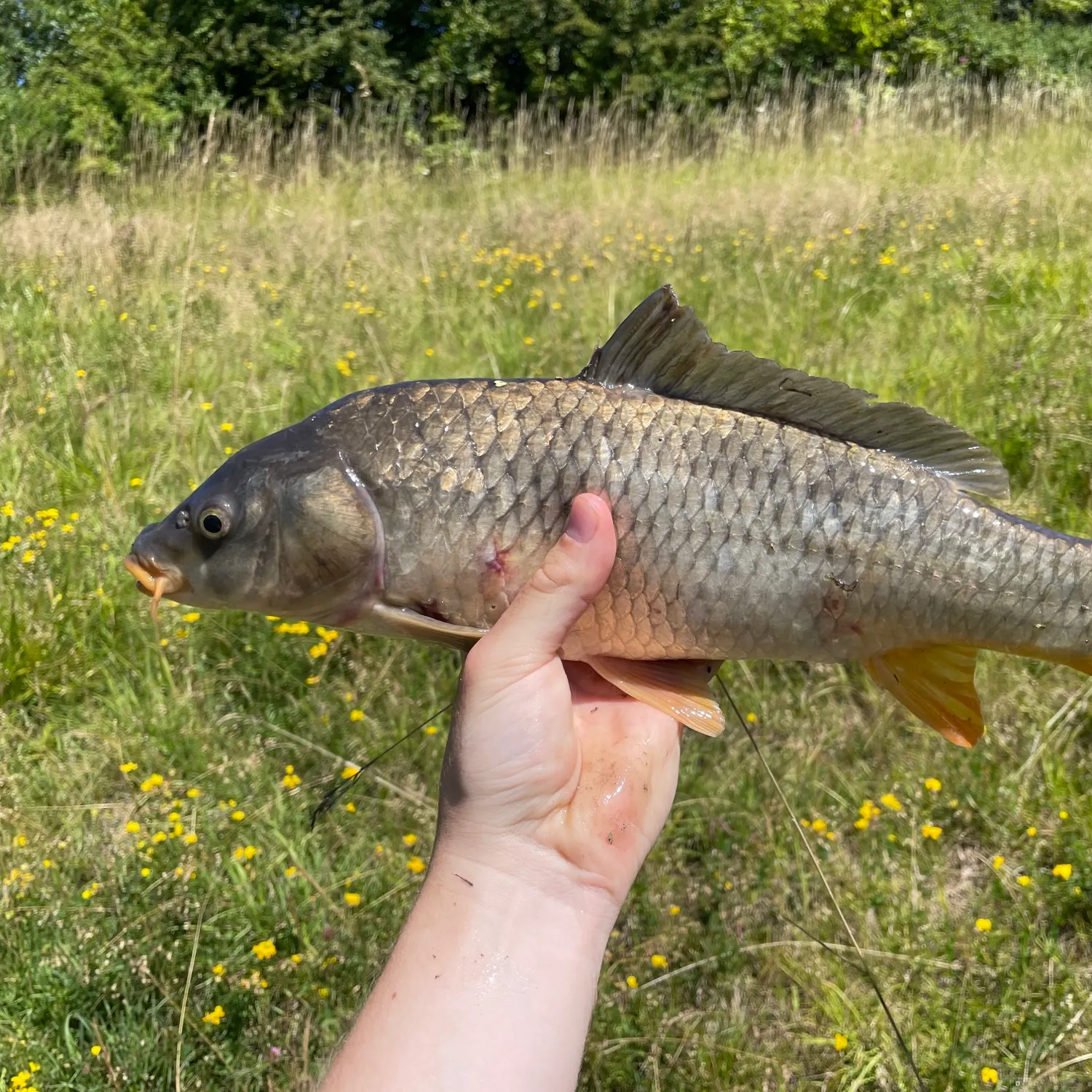 angler catch