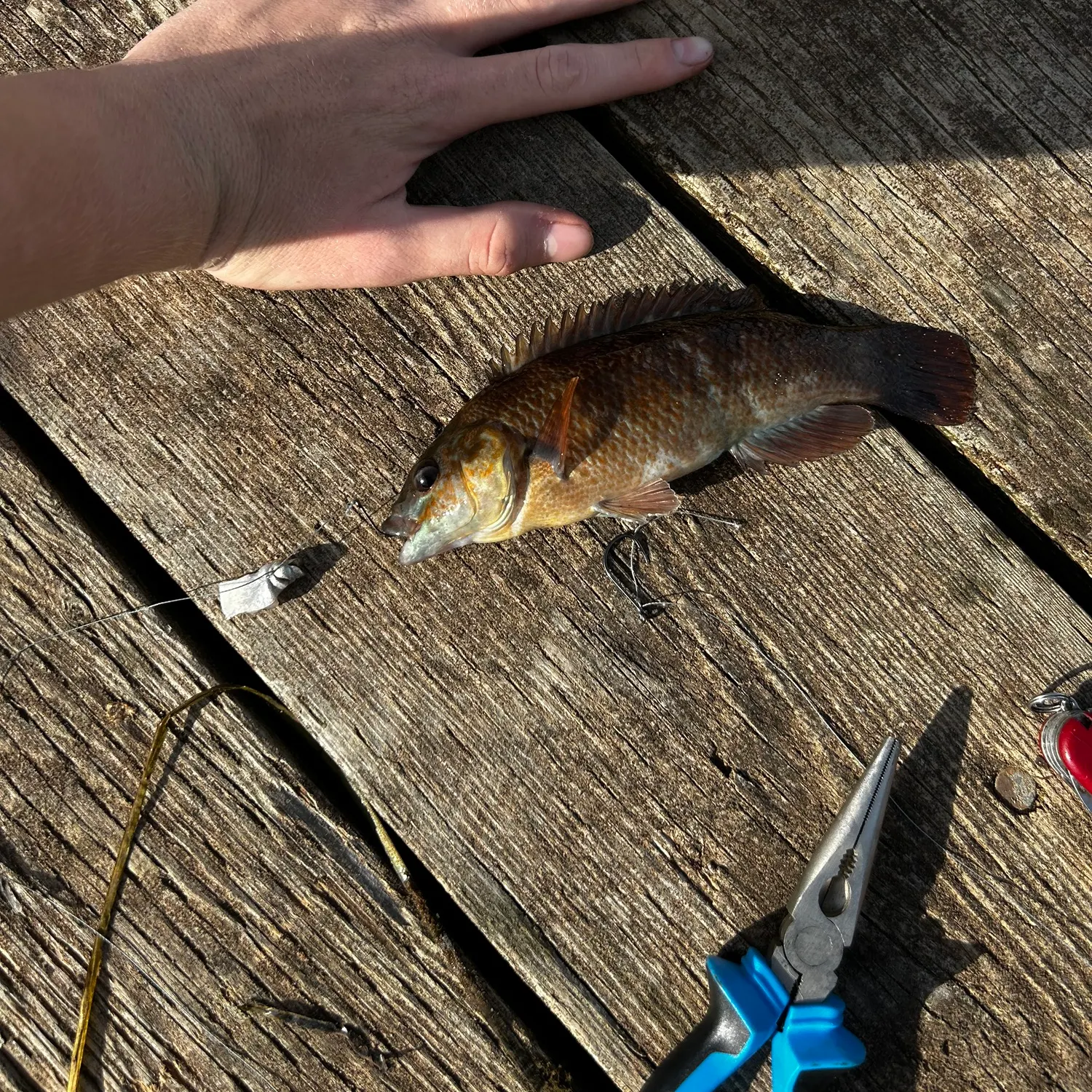 catch