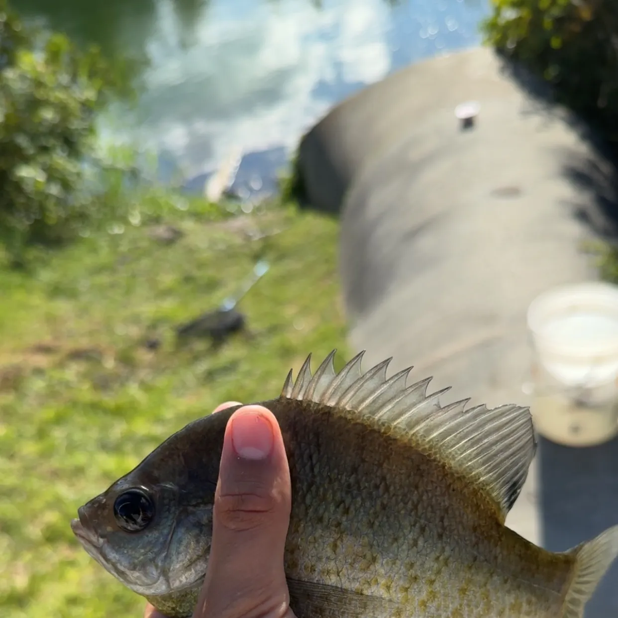 Bluegill caught on Fishbrain