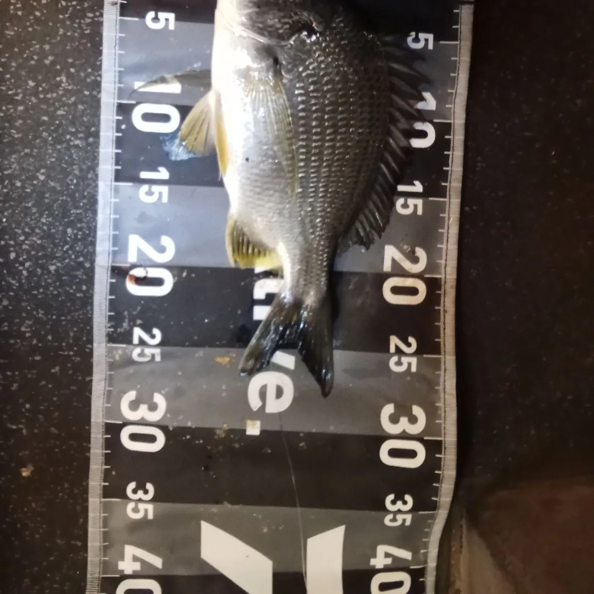 Surf bream caught on Fishbrain