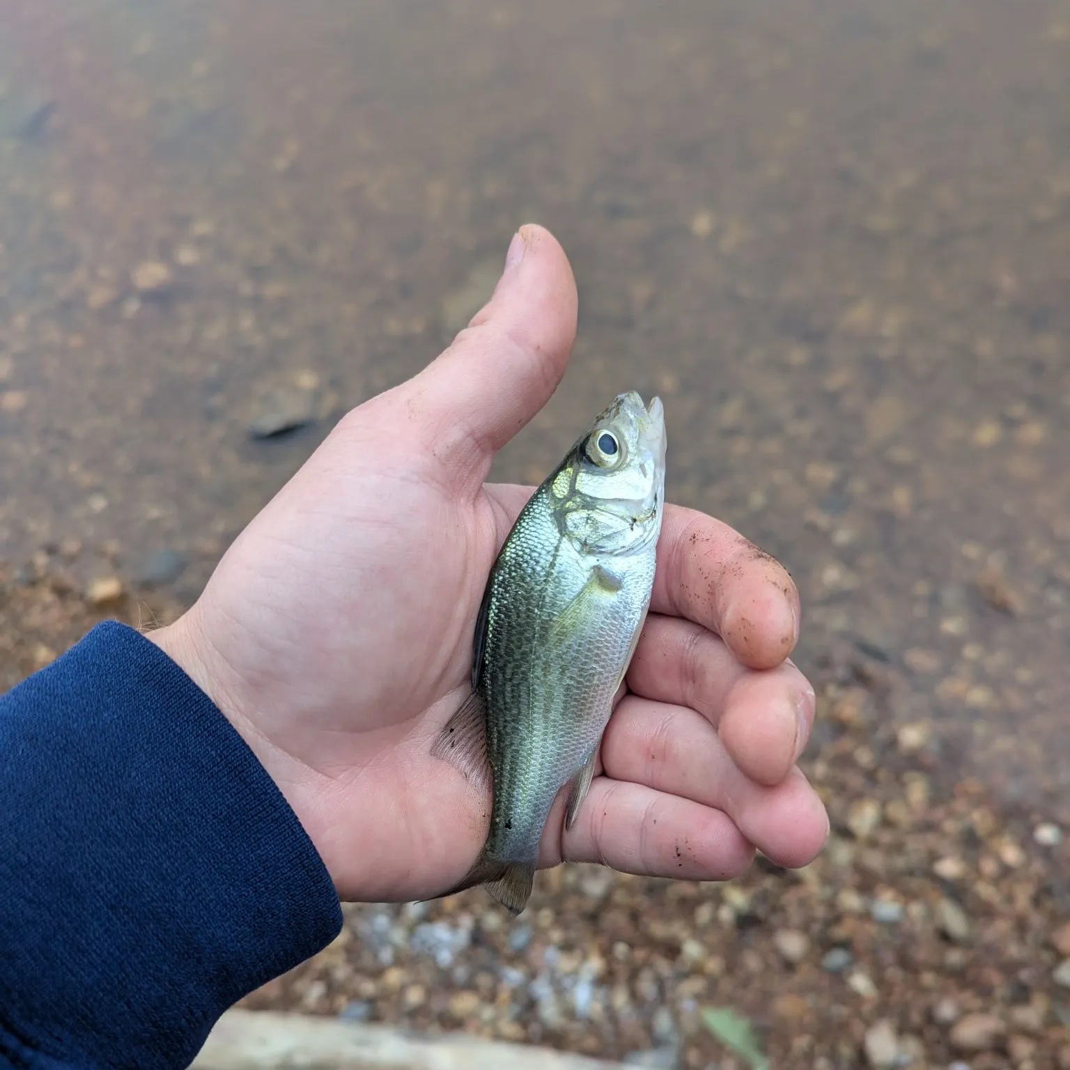 White perch caught on Fishbrain
