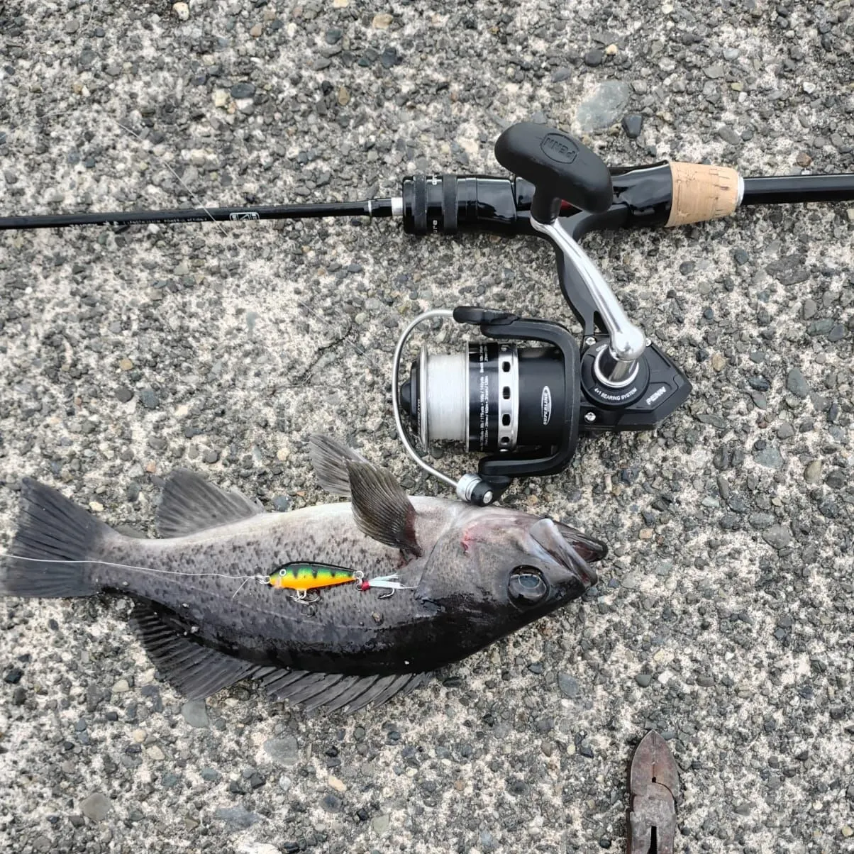 The most recent Black rockfish catches on Fishbrain