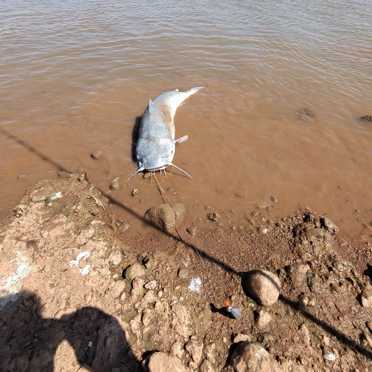 Blue catfish caught on Fishbrain