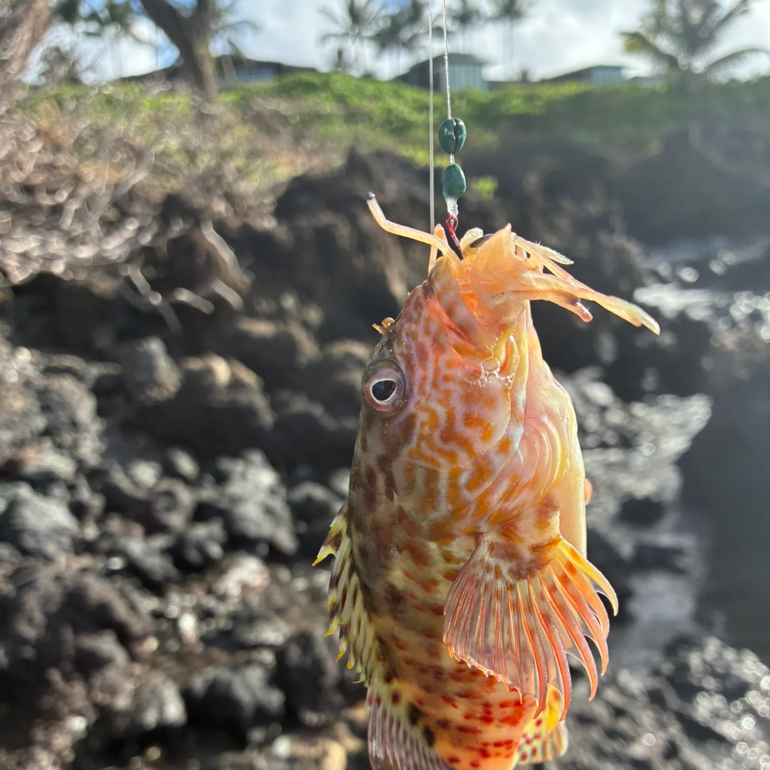 The most recent Stocky hawkfish catches on Fishbrain
