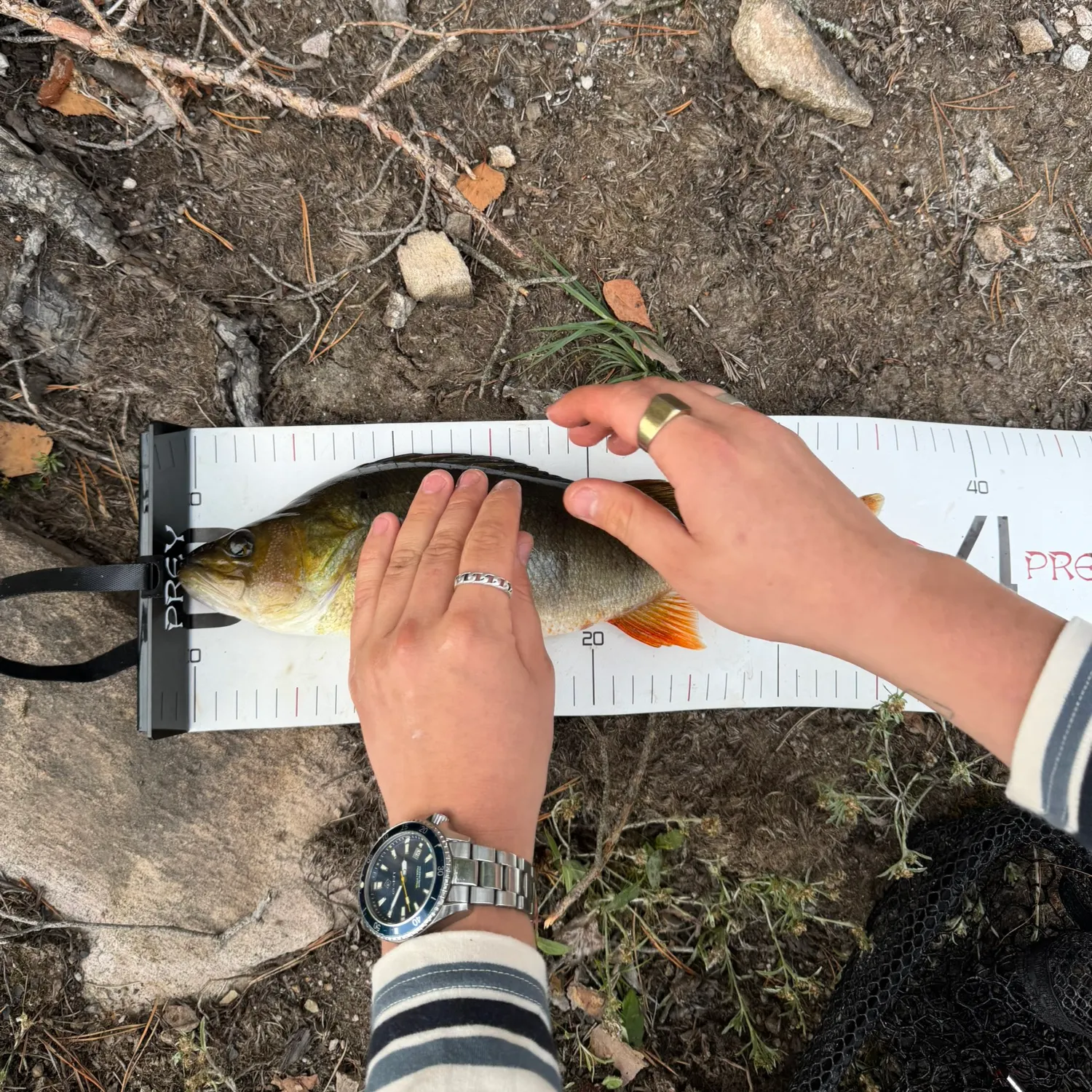 European perch caught on Fishbrain
